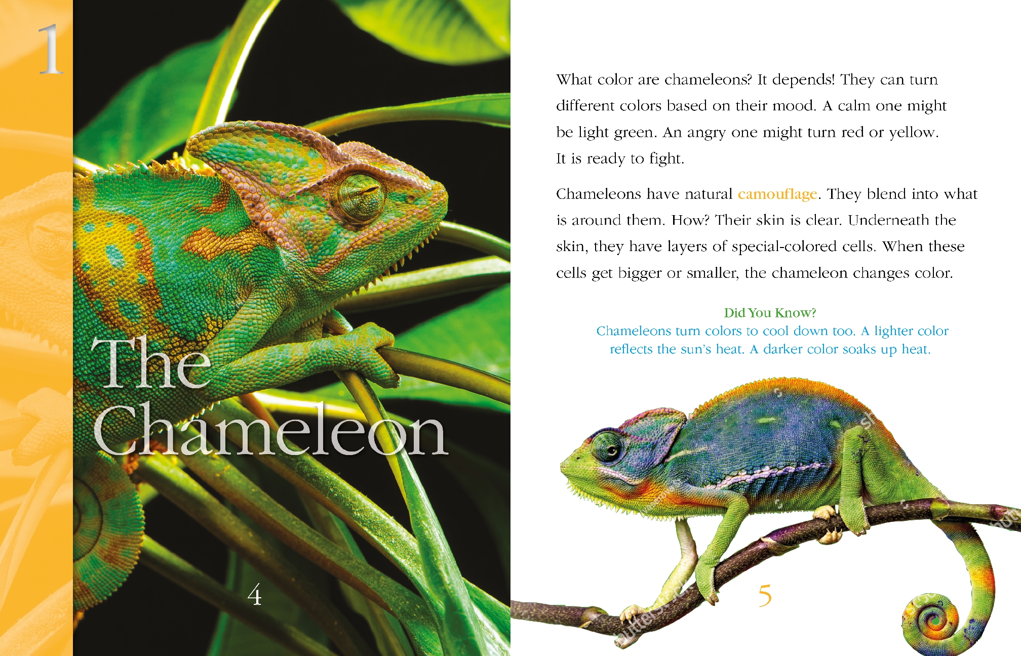 Super-Camouflaged Animals
