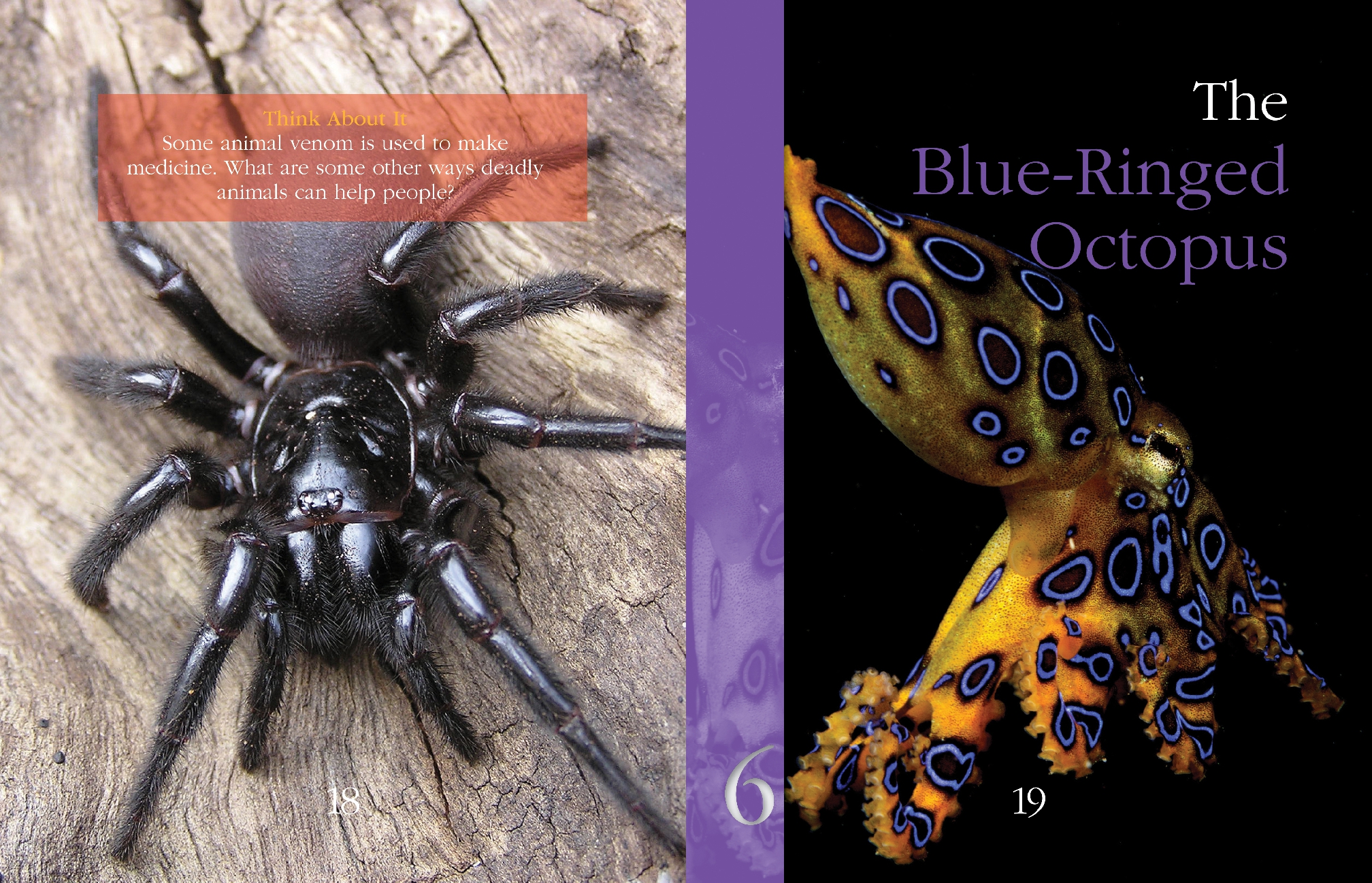 Super-Deadly Animals