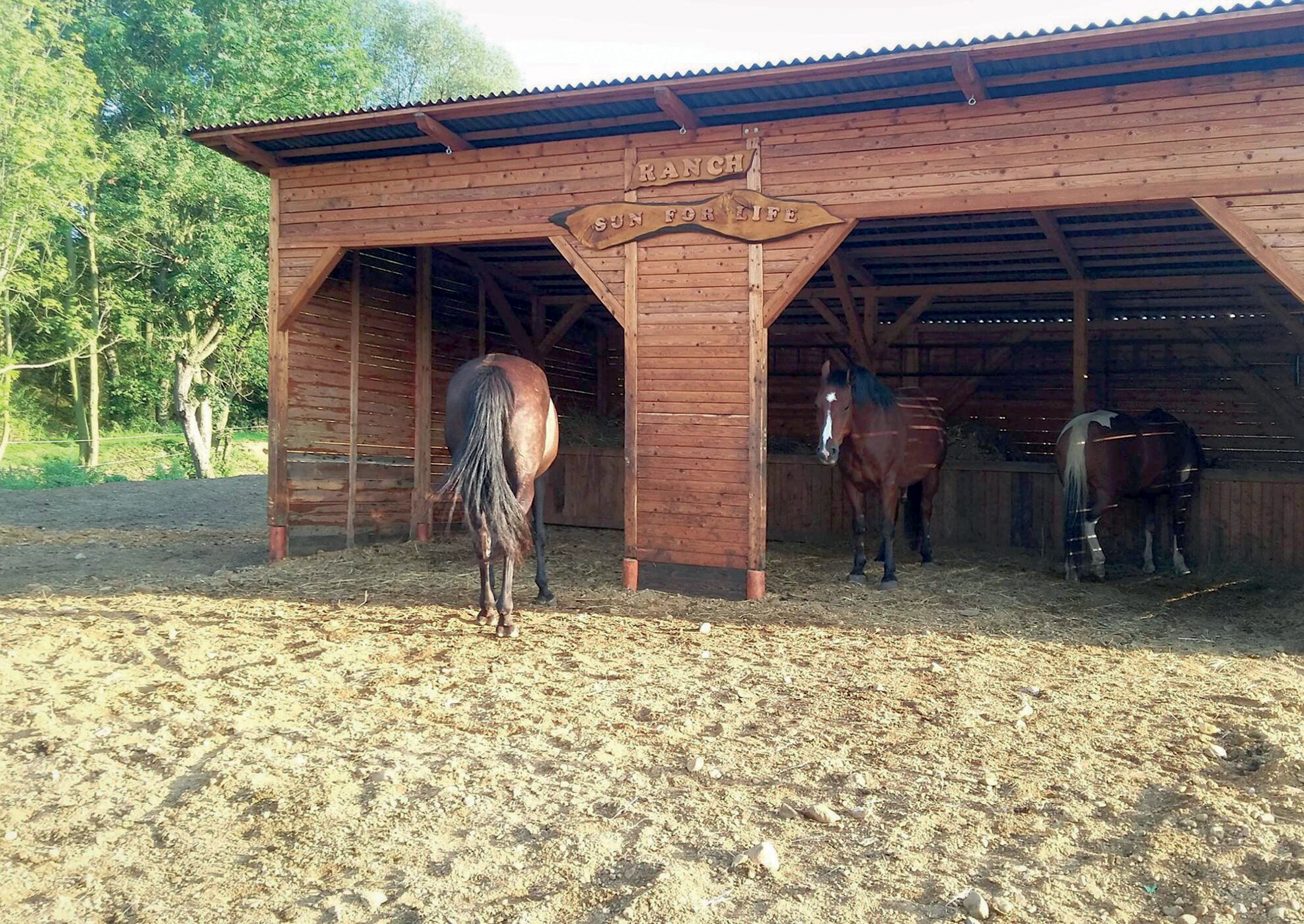Keeping Horses Outdoors