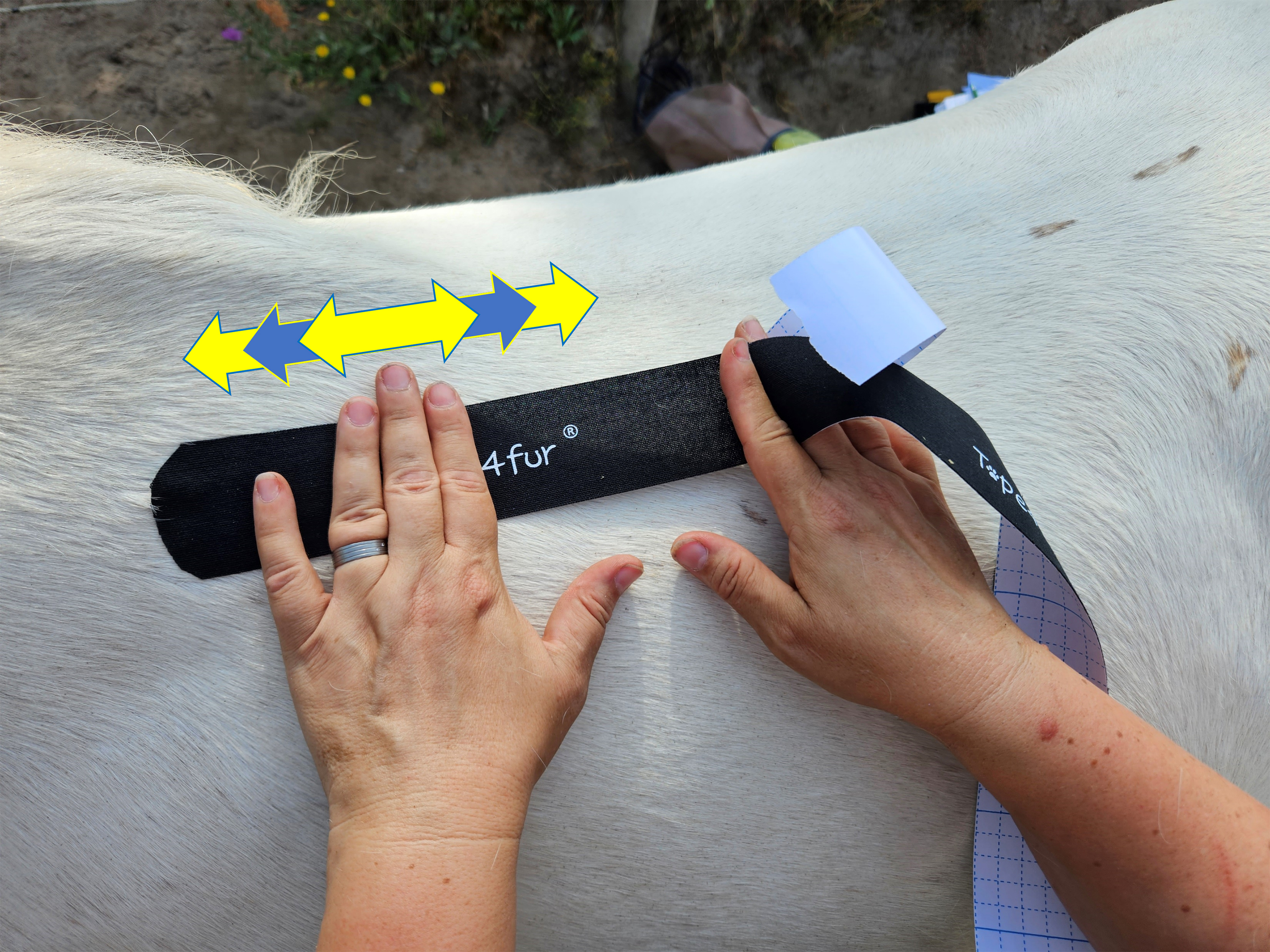 Kinesiology Taping for Horses