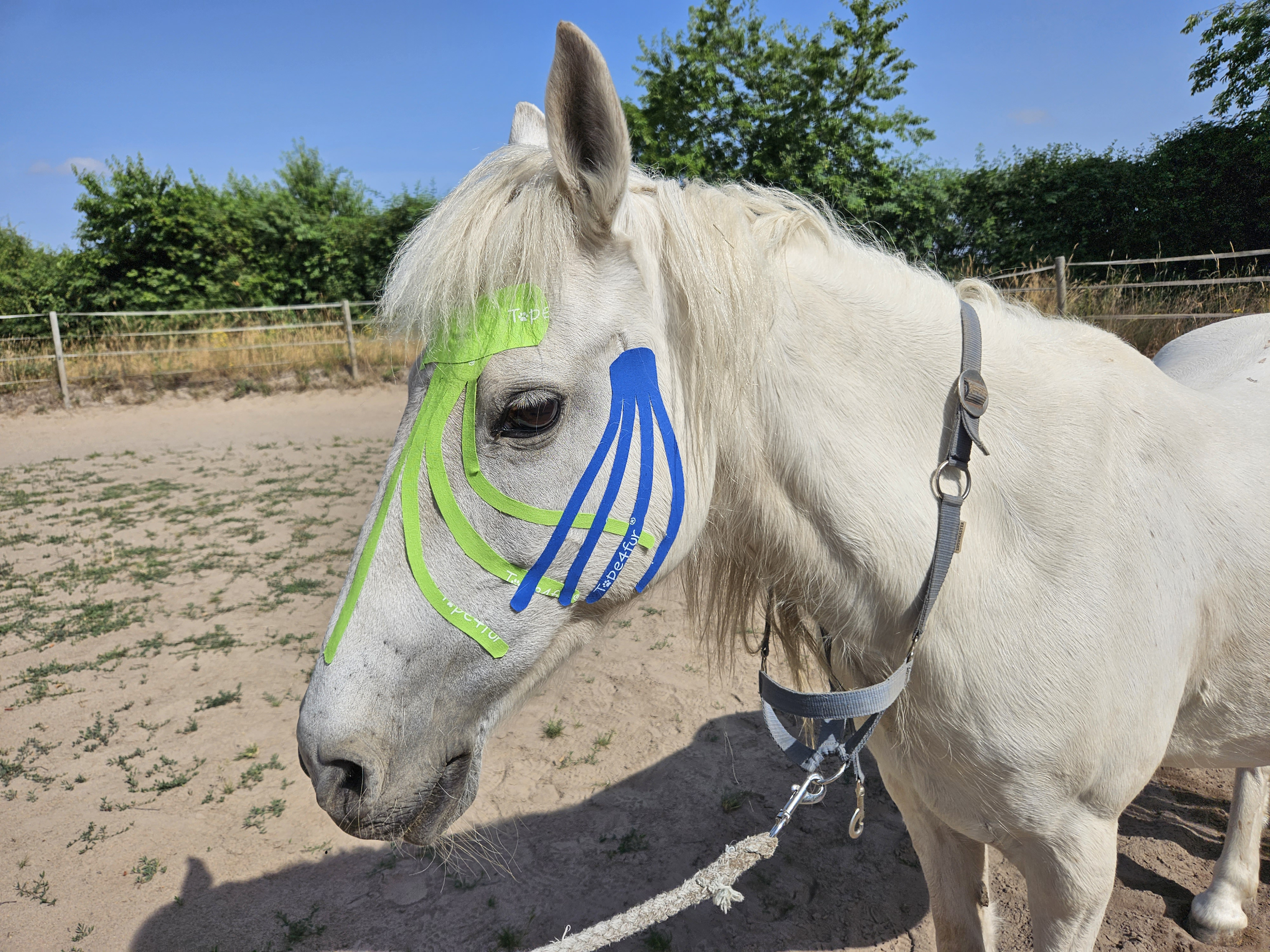 Kinesiology Taping for Horses