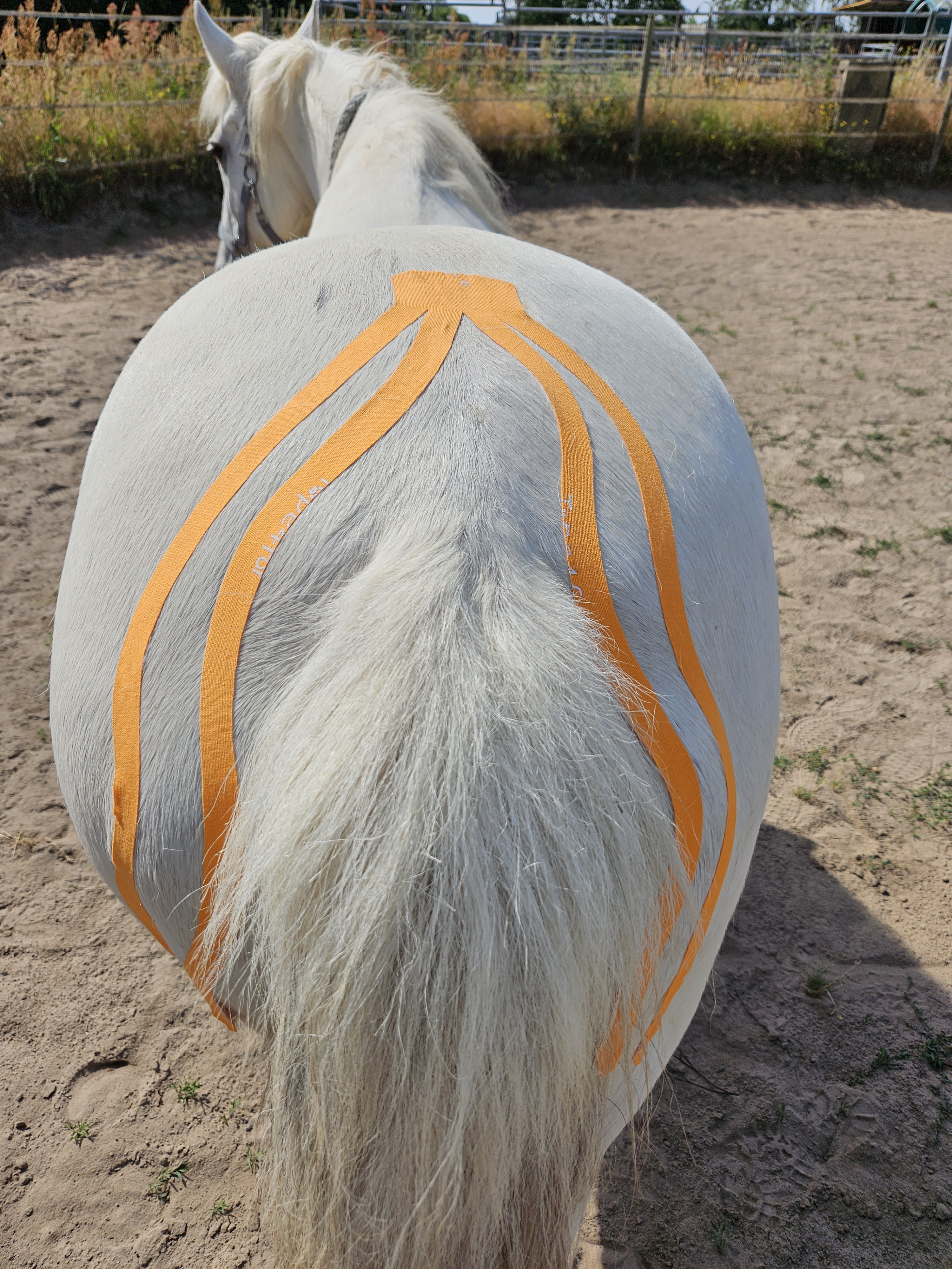 Kinesiology Taping for Horses