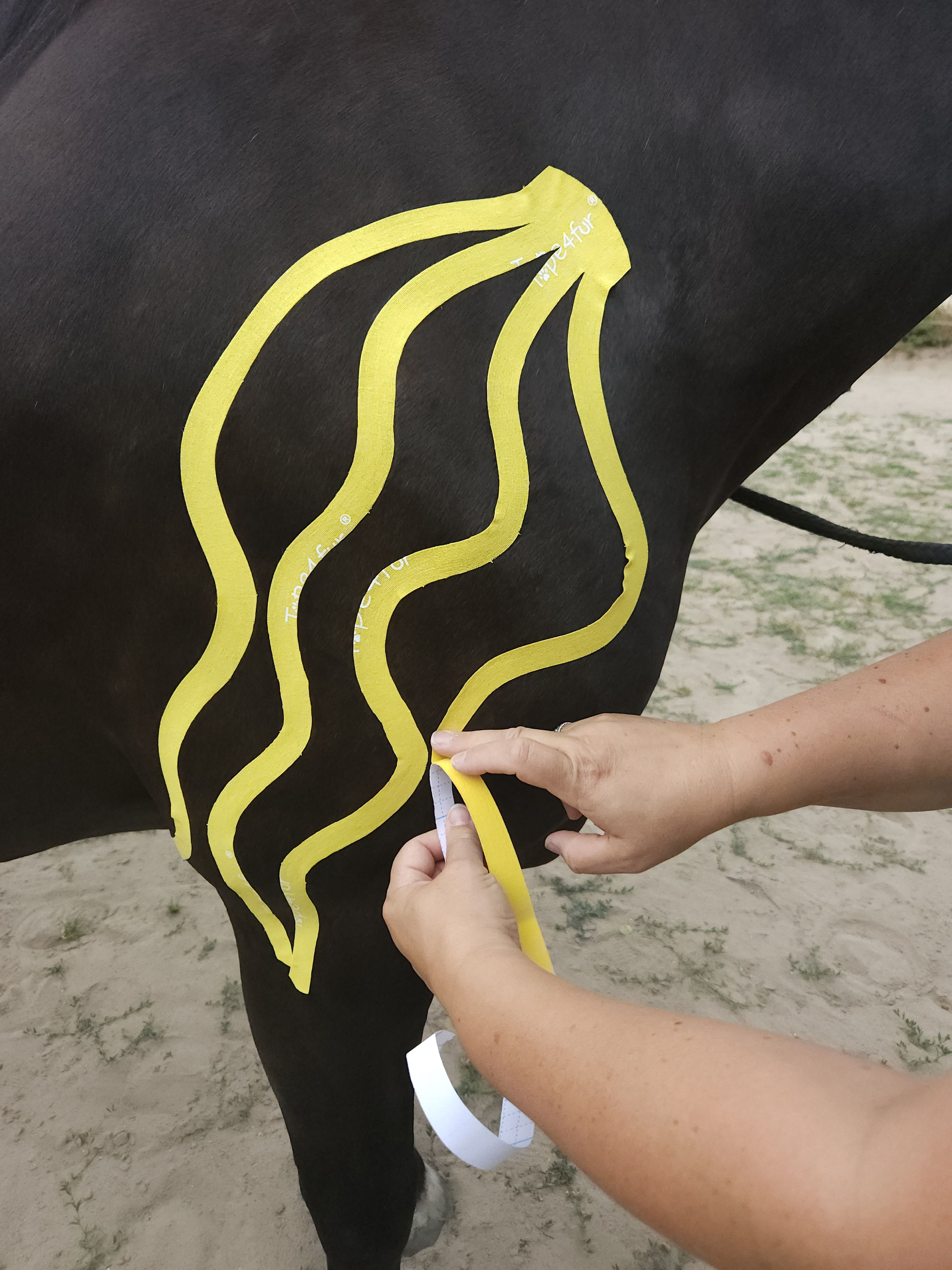 Kinesiology Taping for Horses