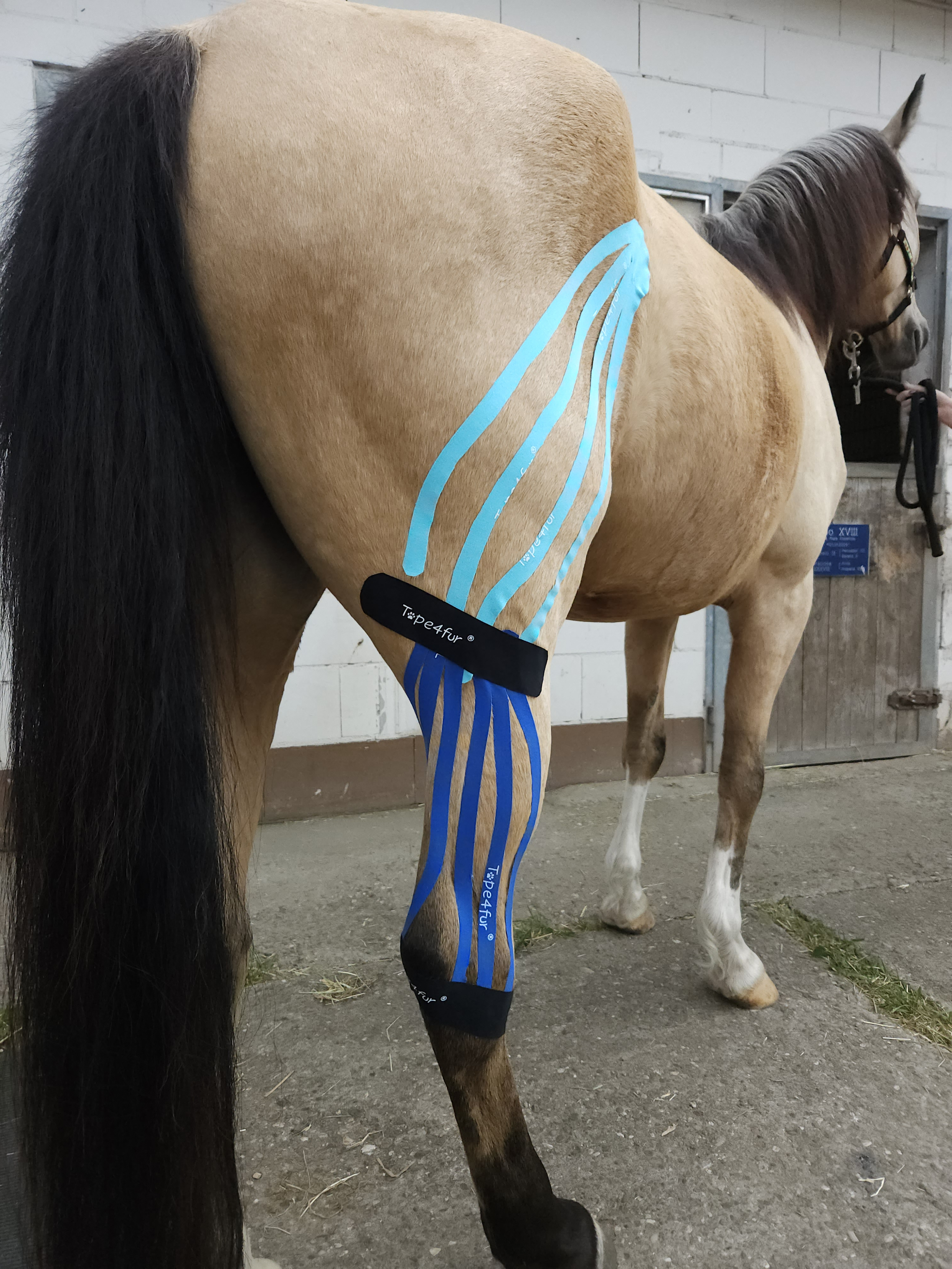 Kinesiology Taping for Horses