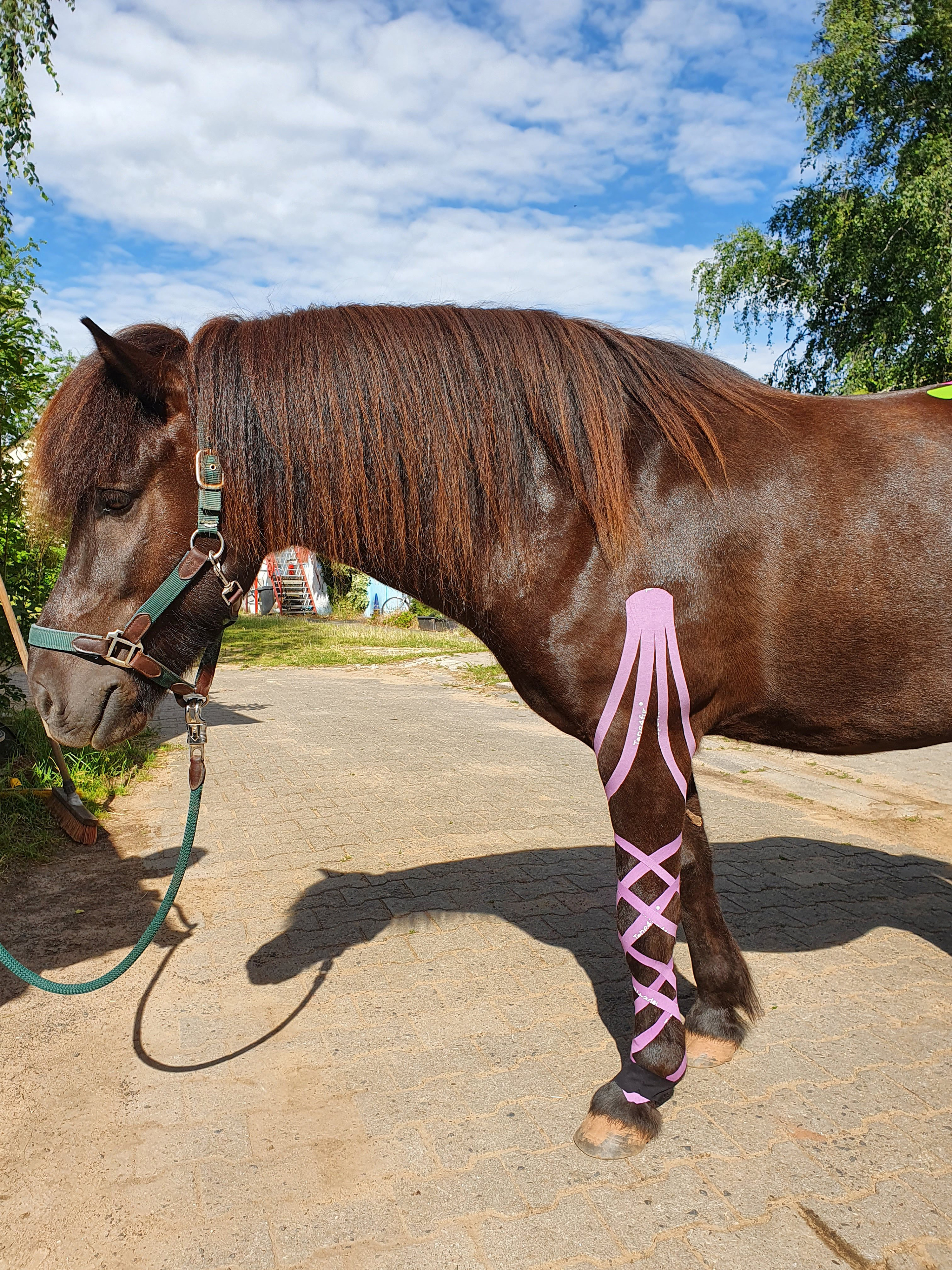 Kinesiology Taping for Horses