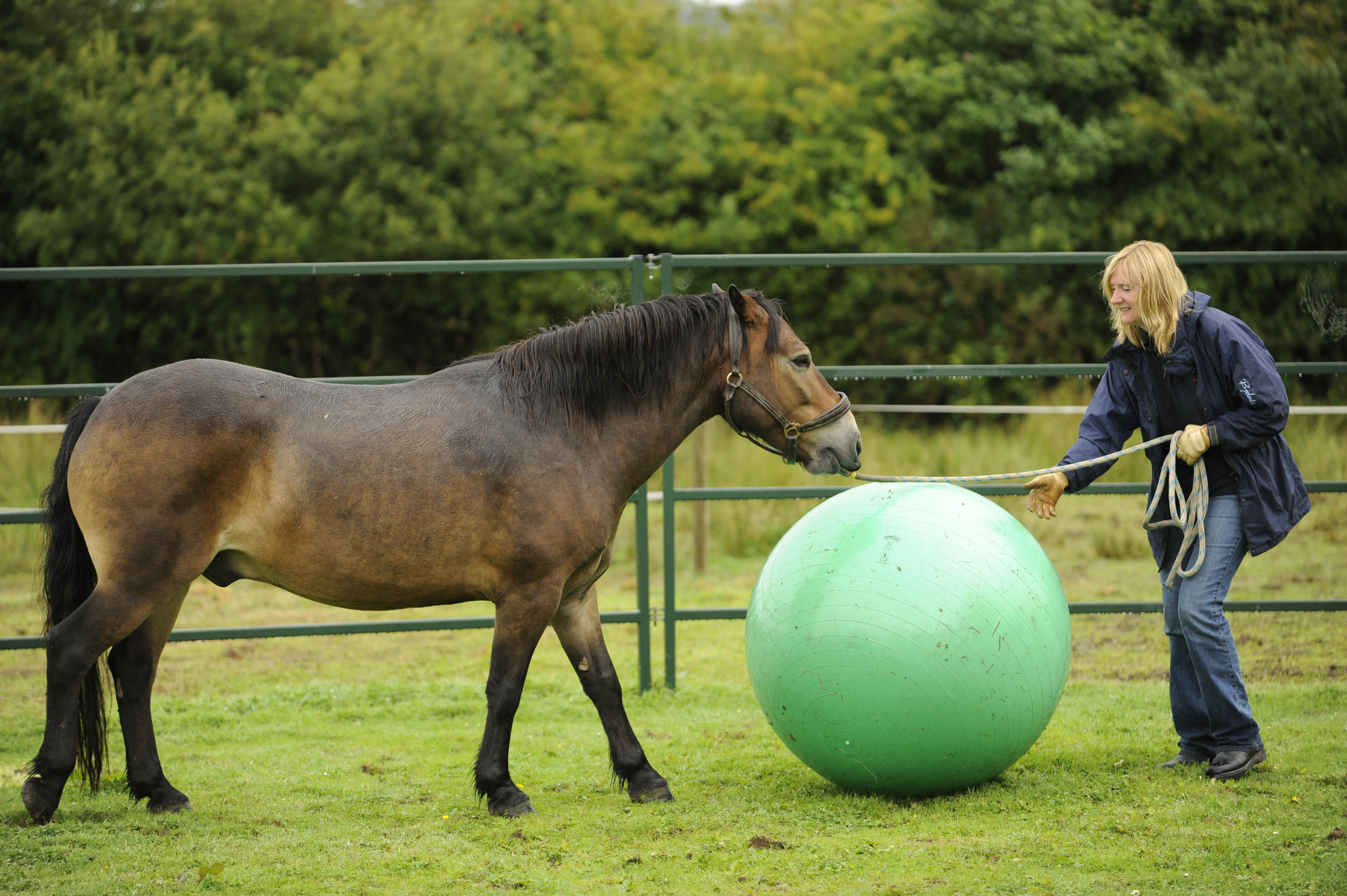 The Horse Agility Handbook