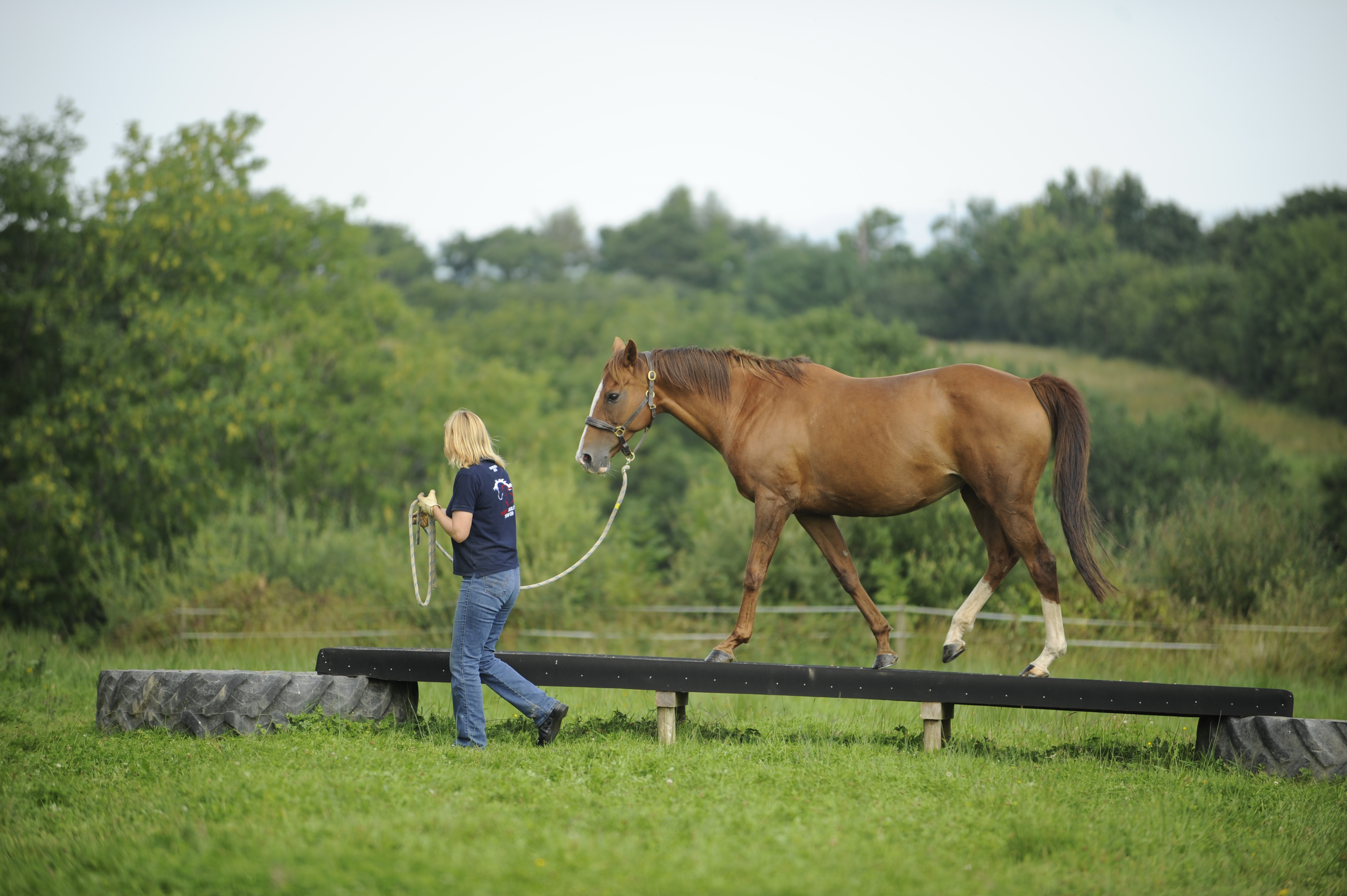 The Horse Agility Handbook