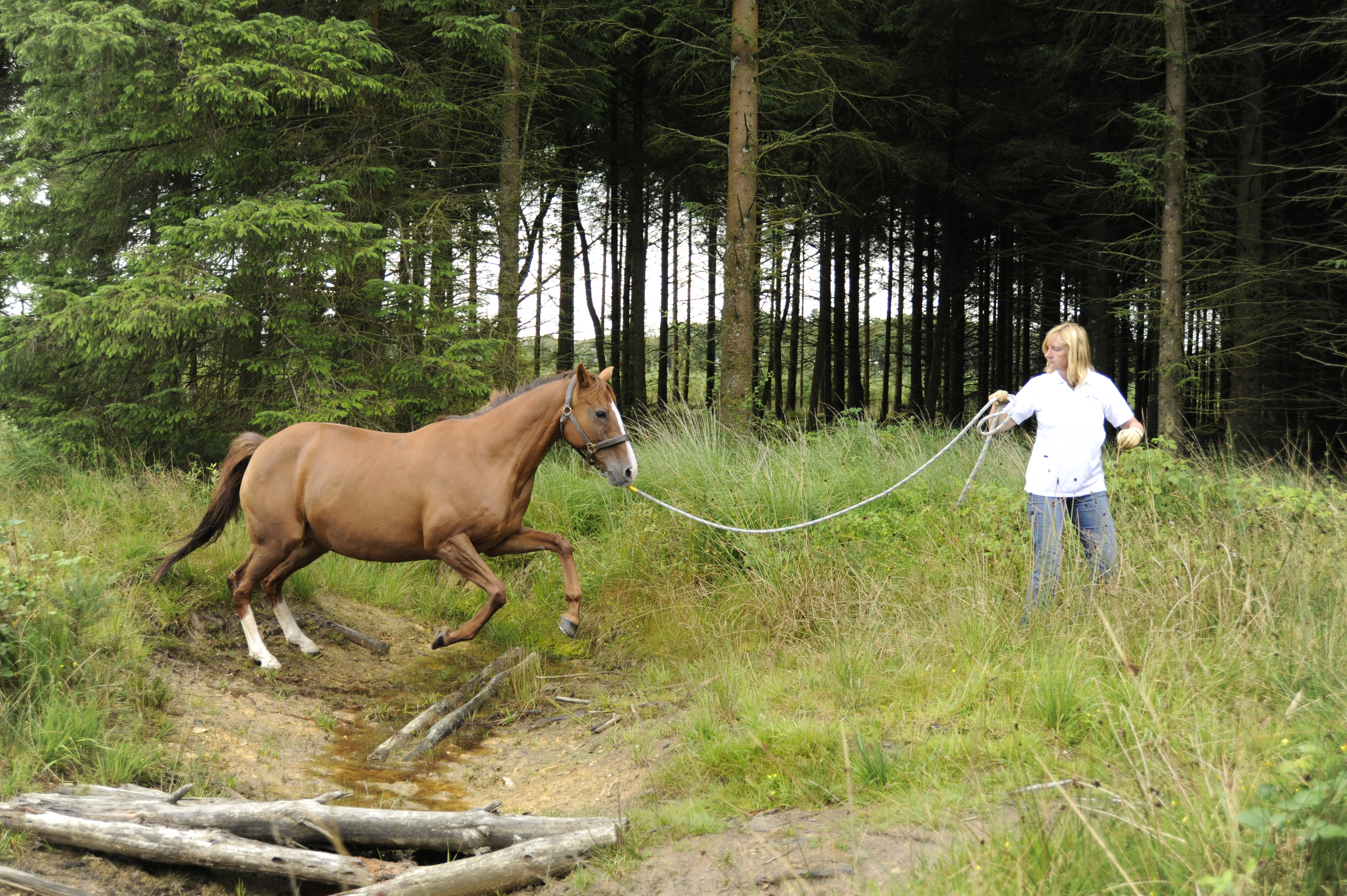 The Horse Agility Handbook