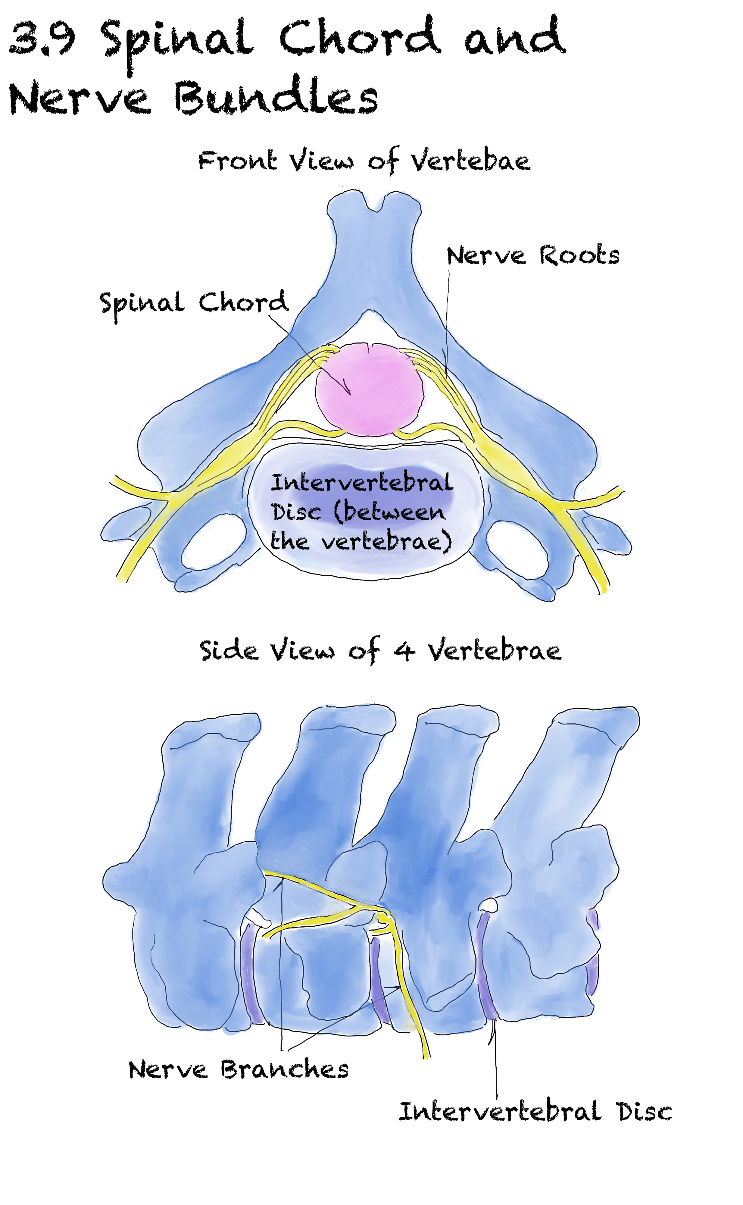 The Illustrated Guide to Saddle Fitting