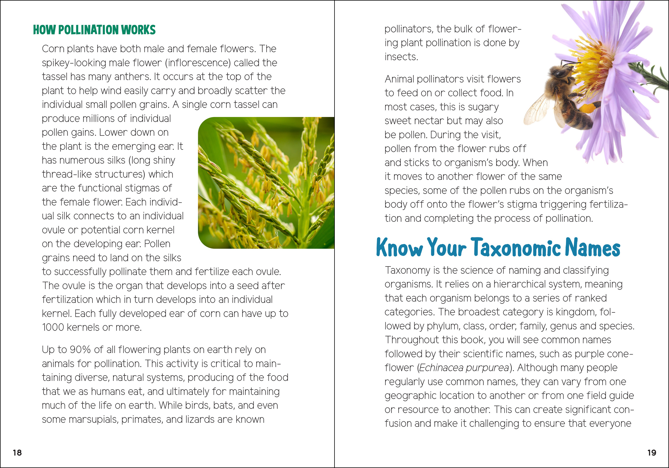 Pollinators & Native Plants for Kids