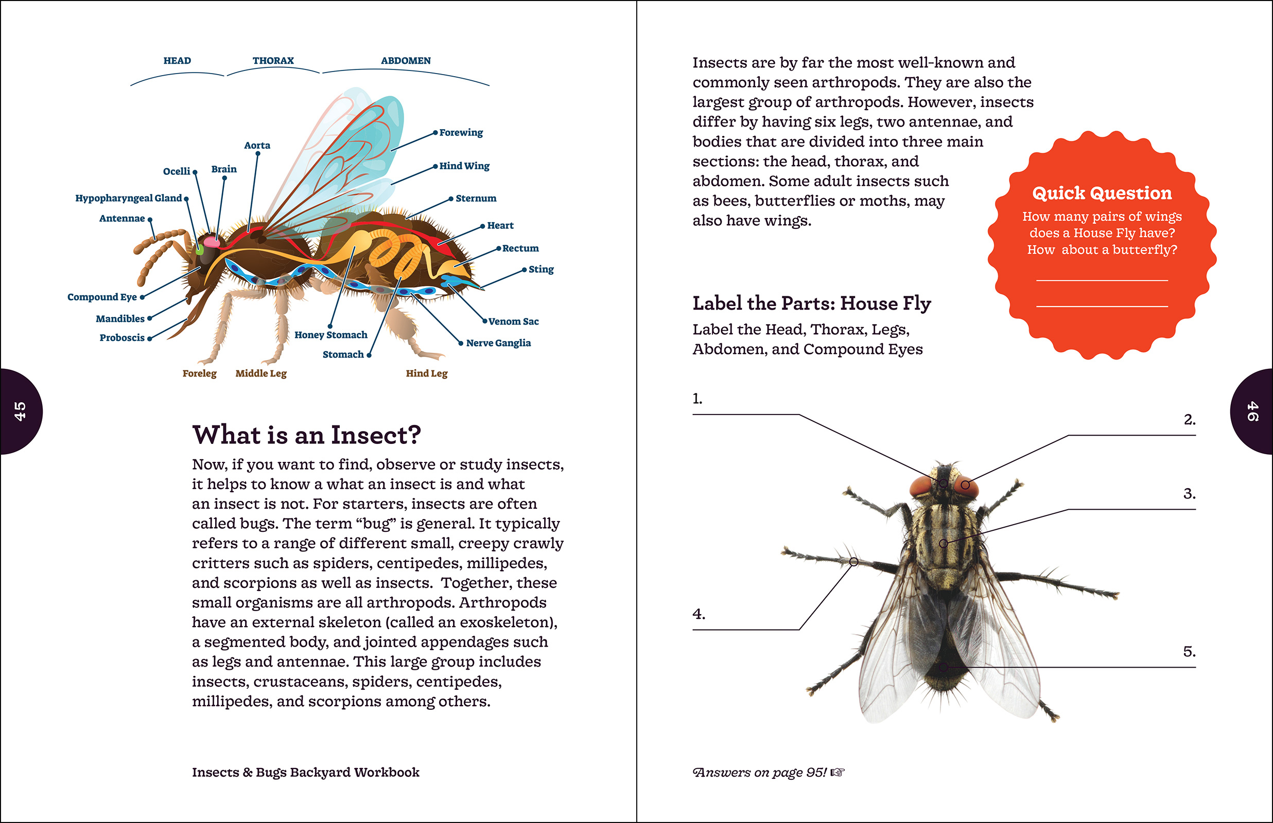 Insects & Bugs Backyard Workbook