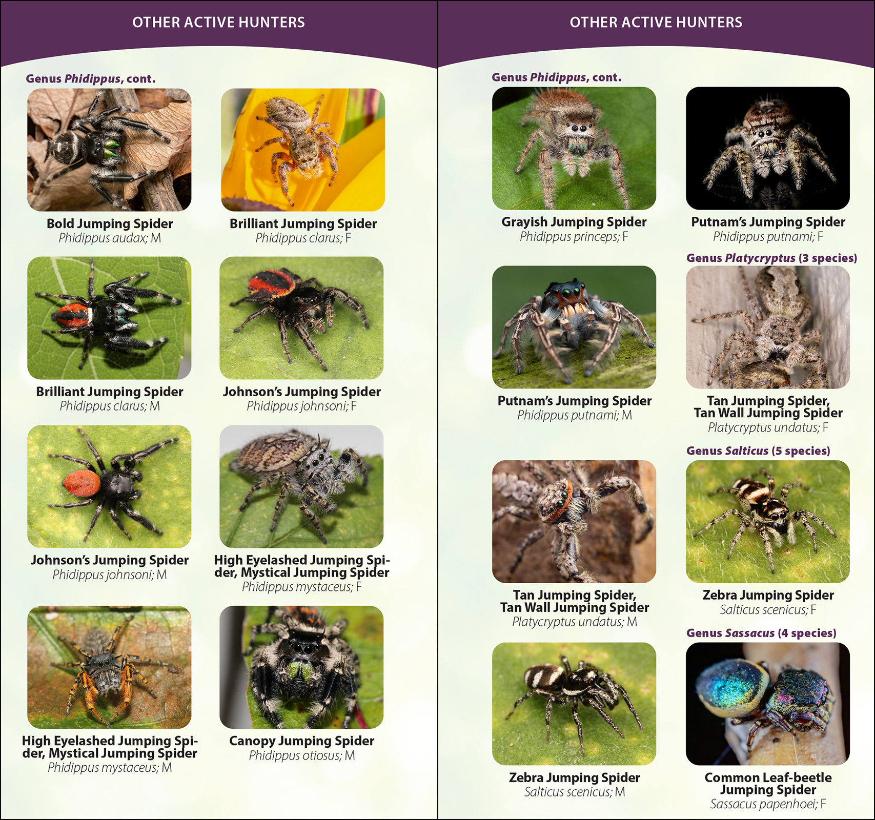 Spiders of the United States & Canada