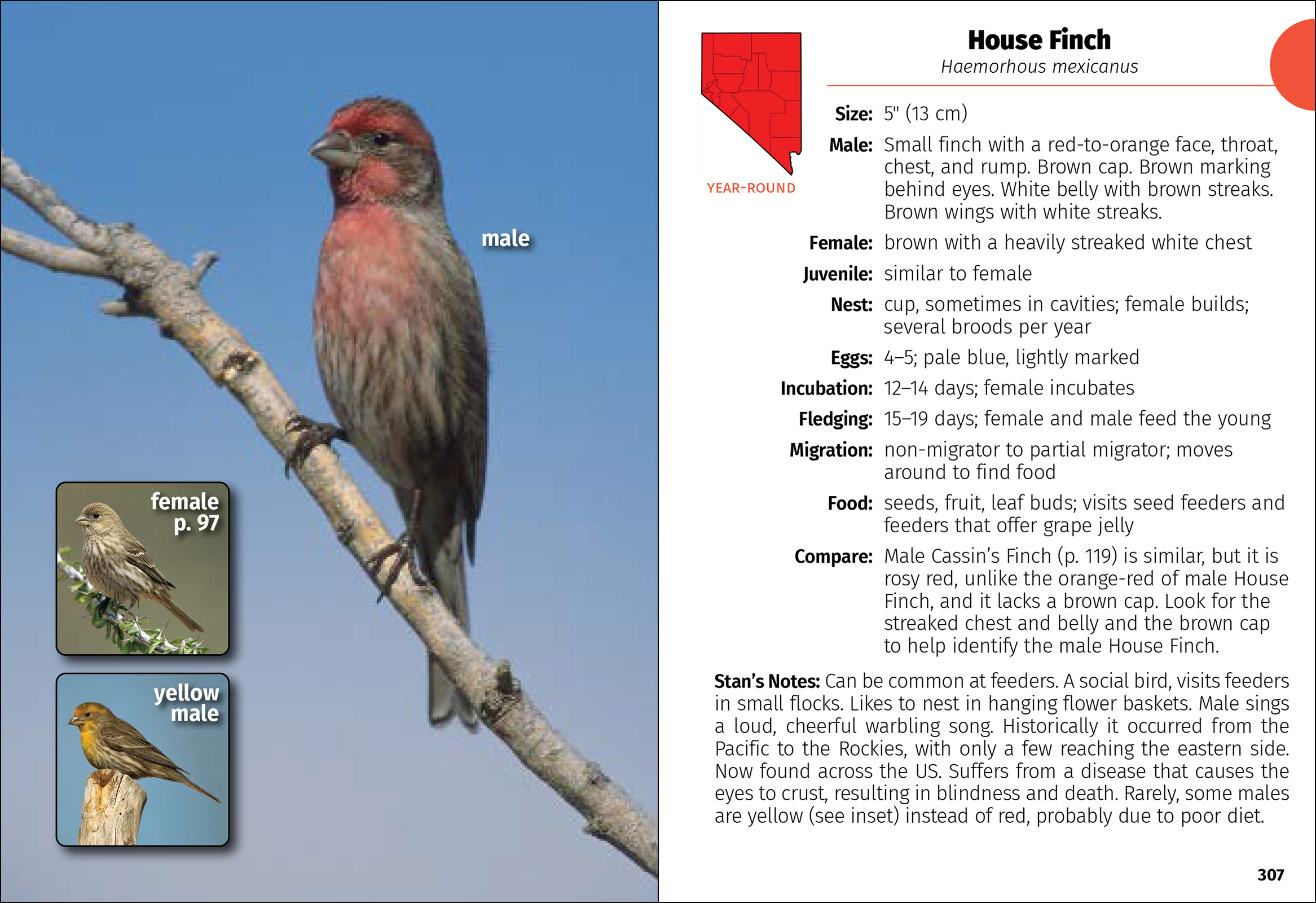 Birds of Nevada Field Guide