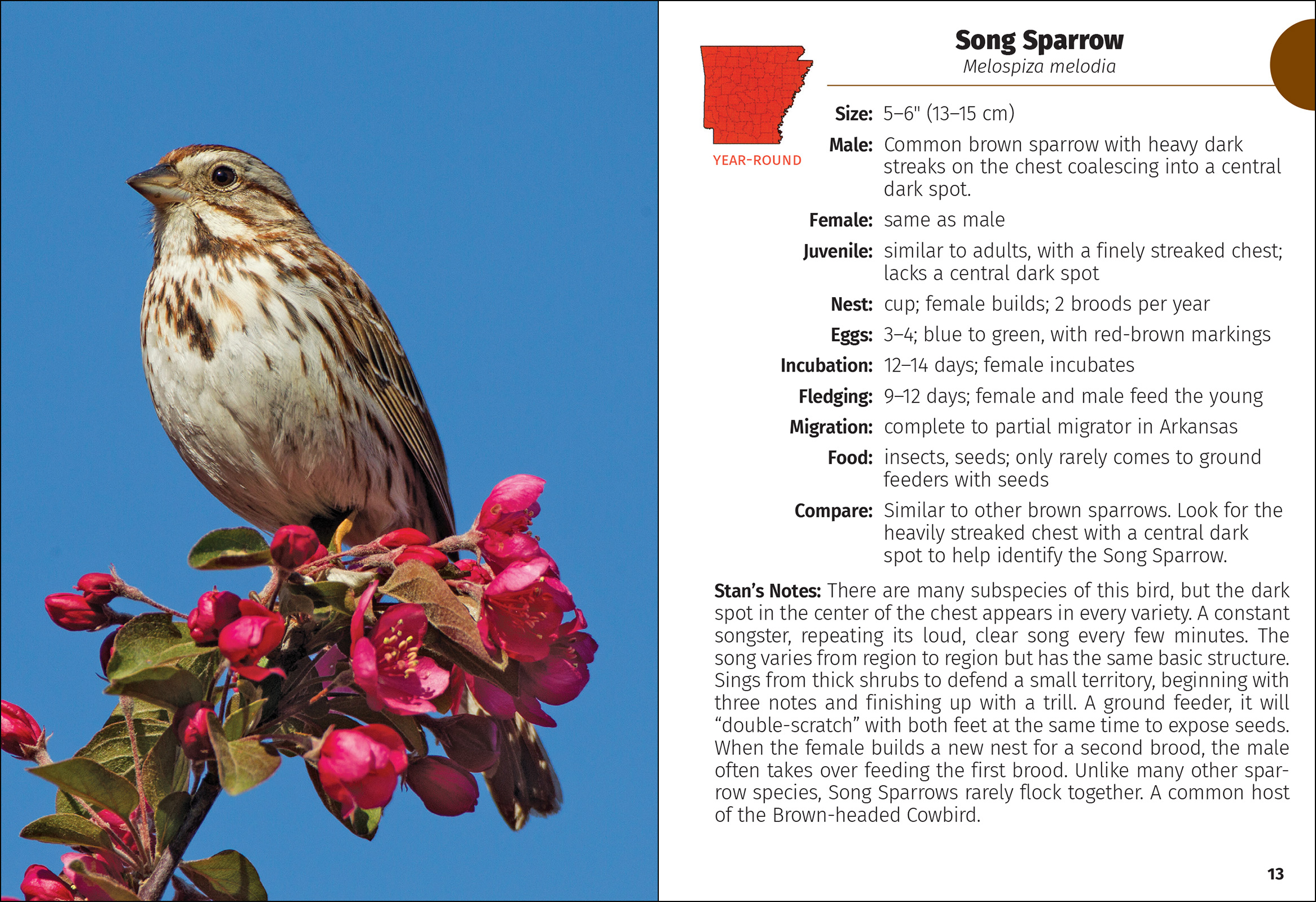 Birds of Arkansas Field Guide