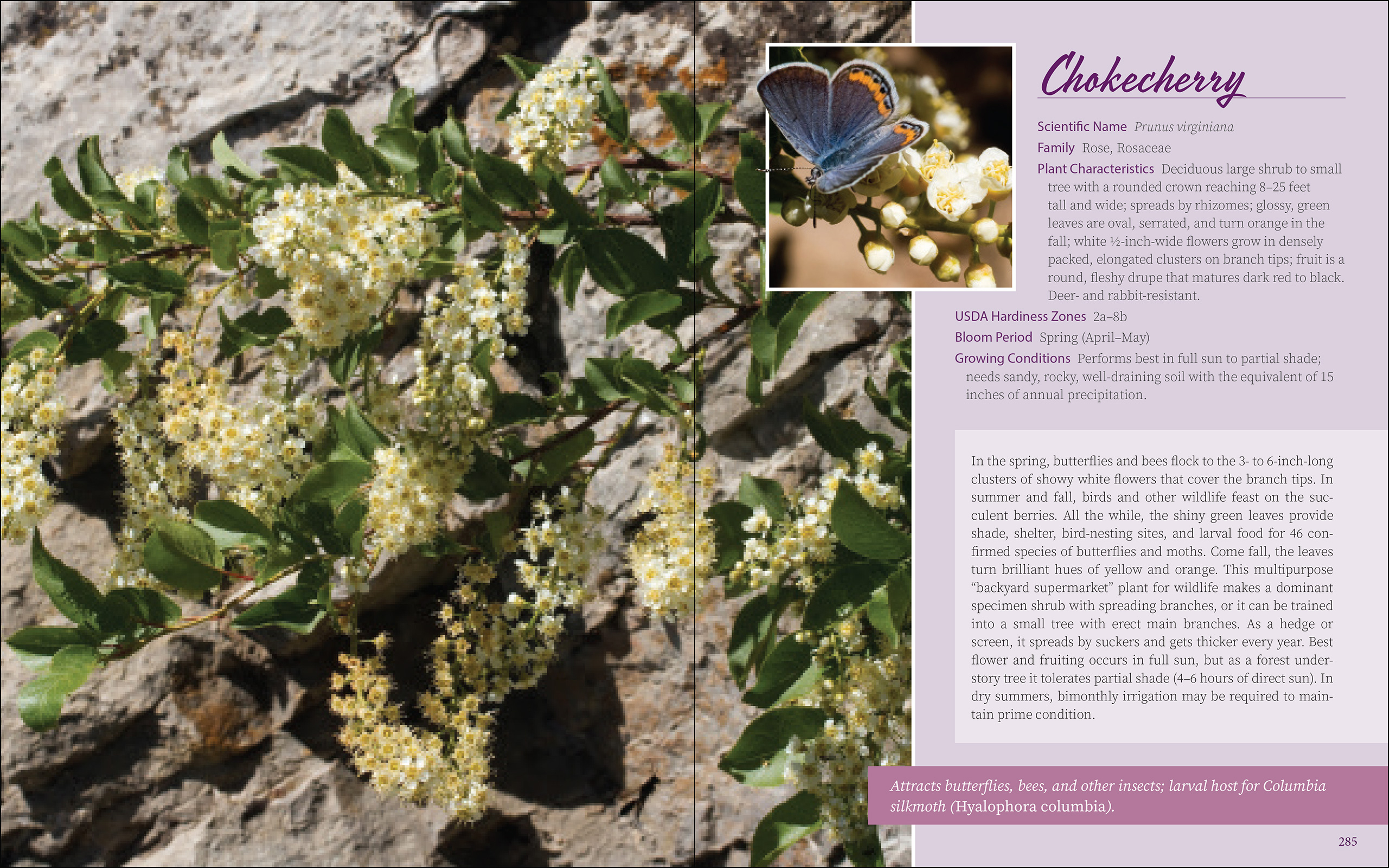 Native Plant Gardening for Birds, Bees & Butterflies: Rocky Mountains