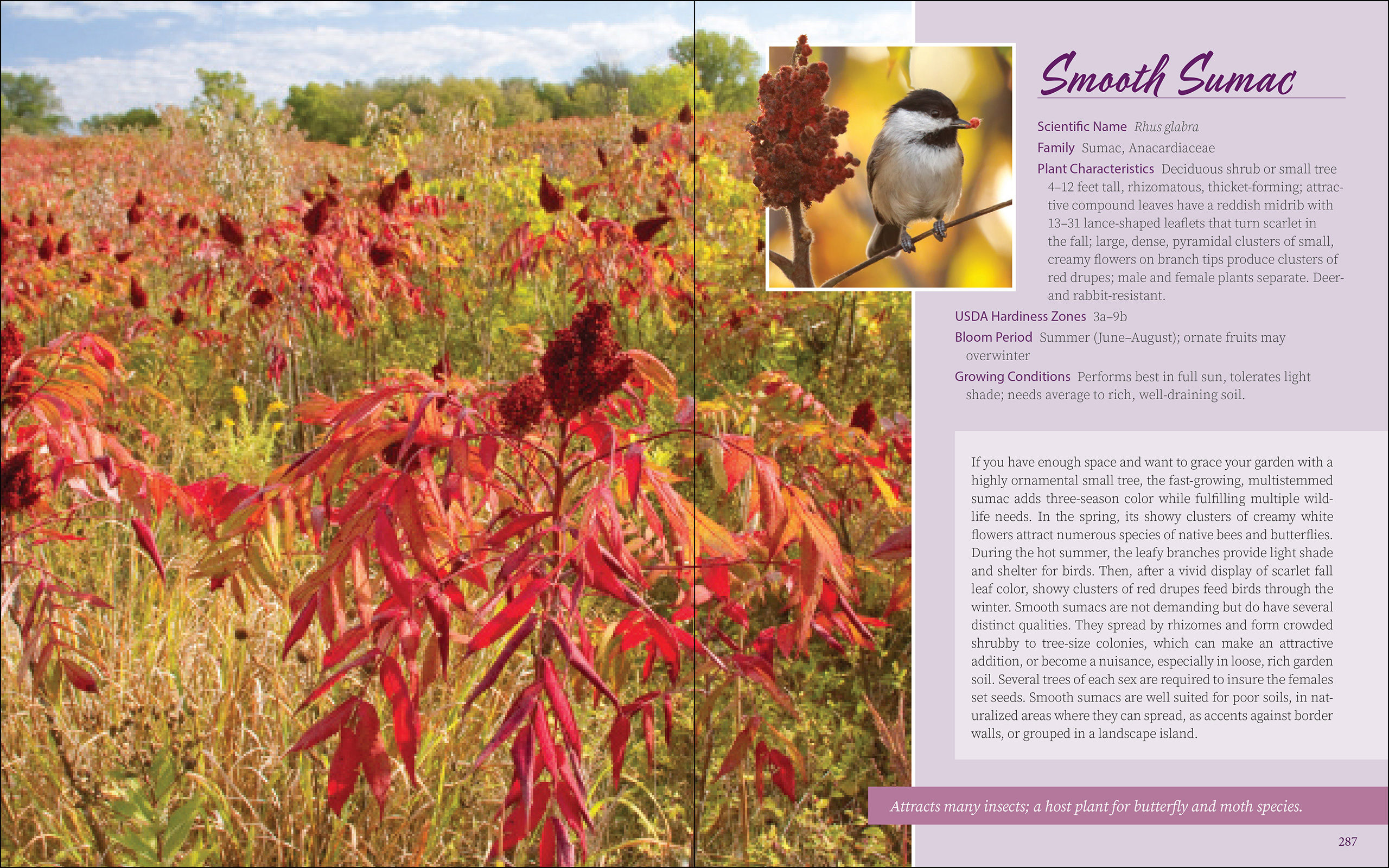 Native Plant Gardening for Birds, Bees & Butterflies: Rocky Mountains