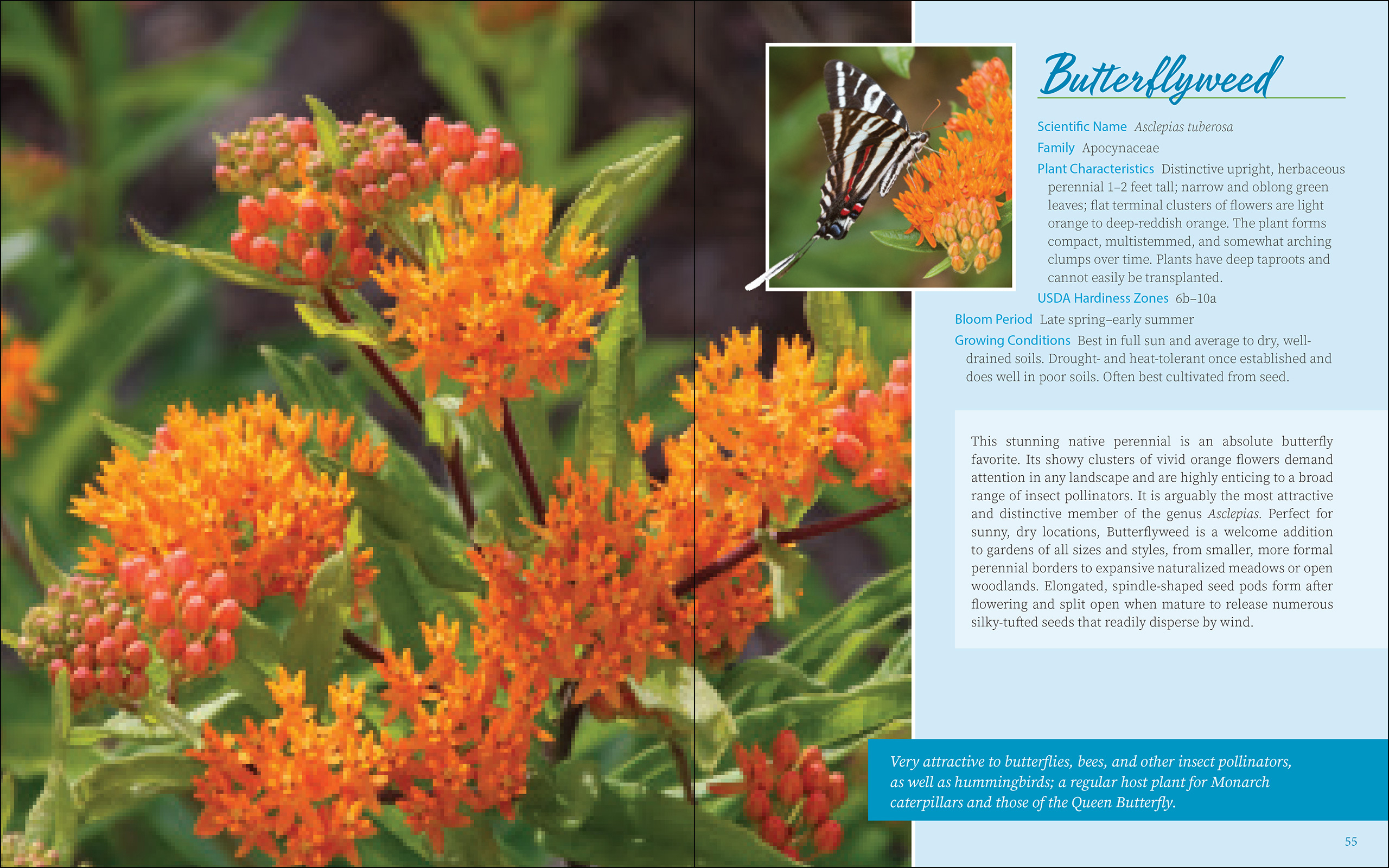 Native Plant Gardening for Birds, Bees & Butterflies: Lower Midwest