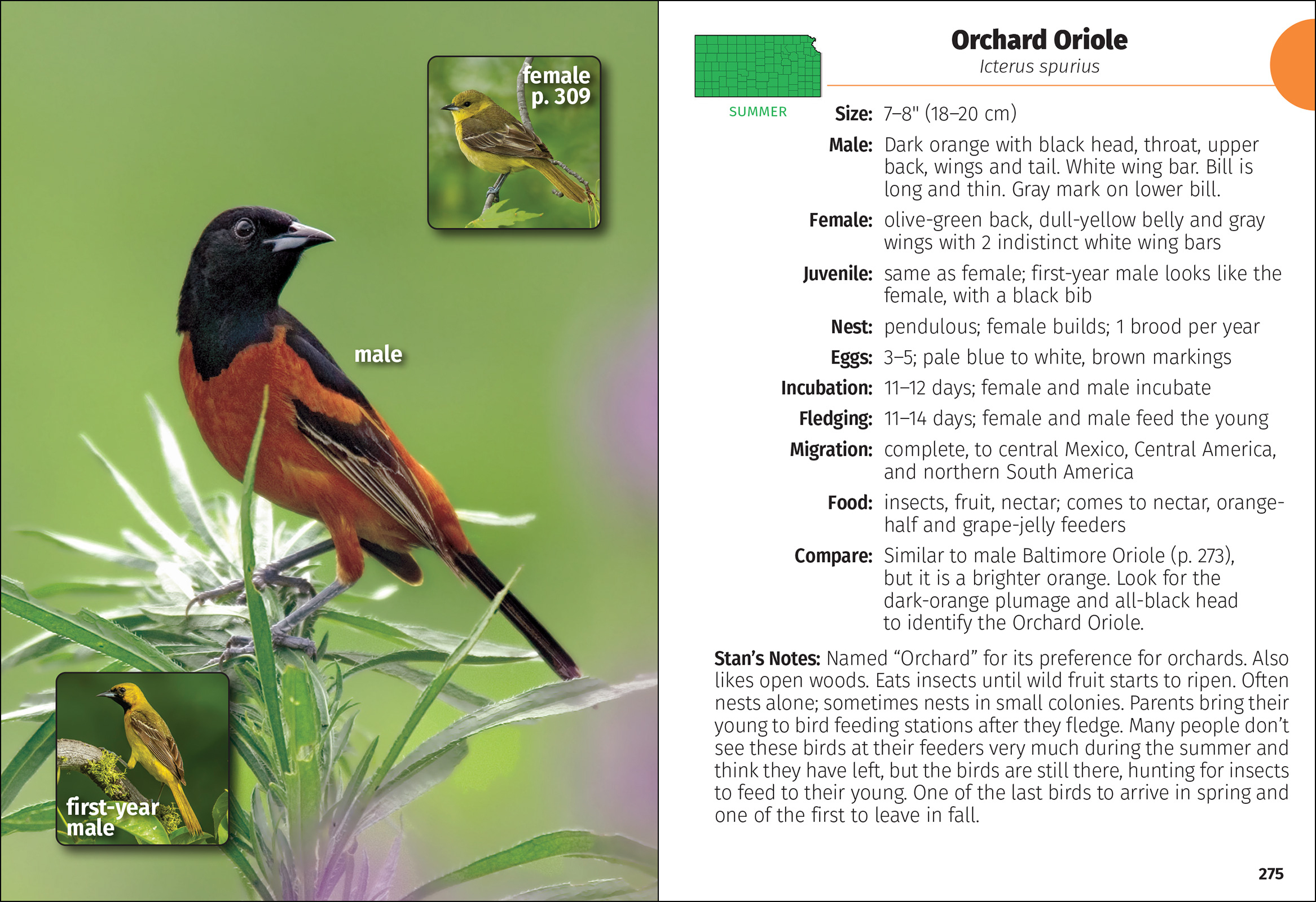 Birds of Kansas Field Guide