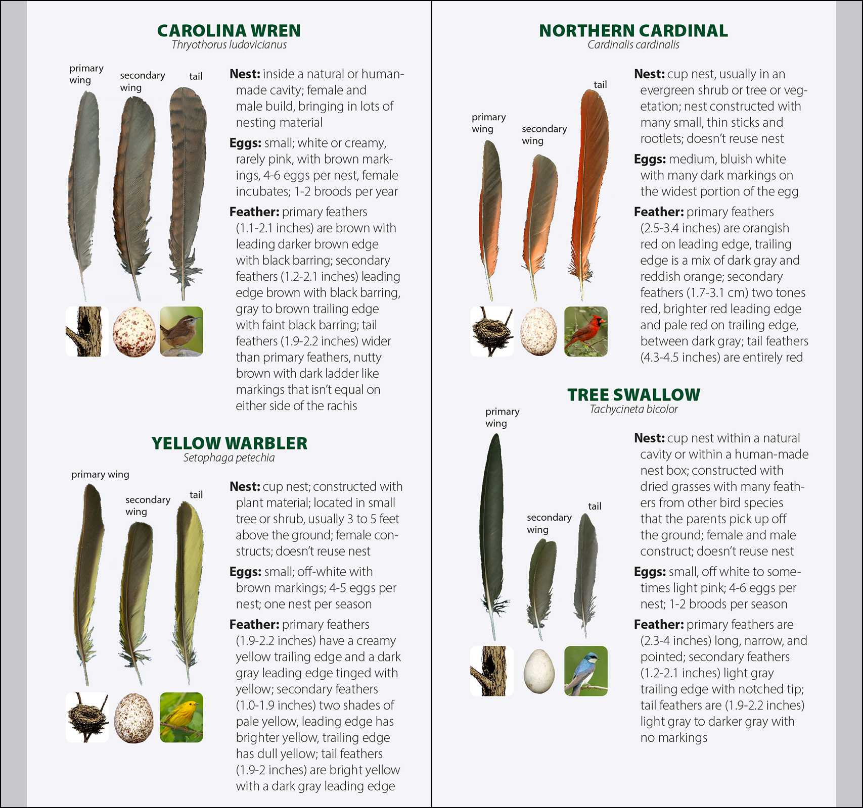 Bird Feathers & Eggs of the Midwest