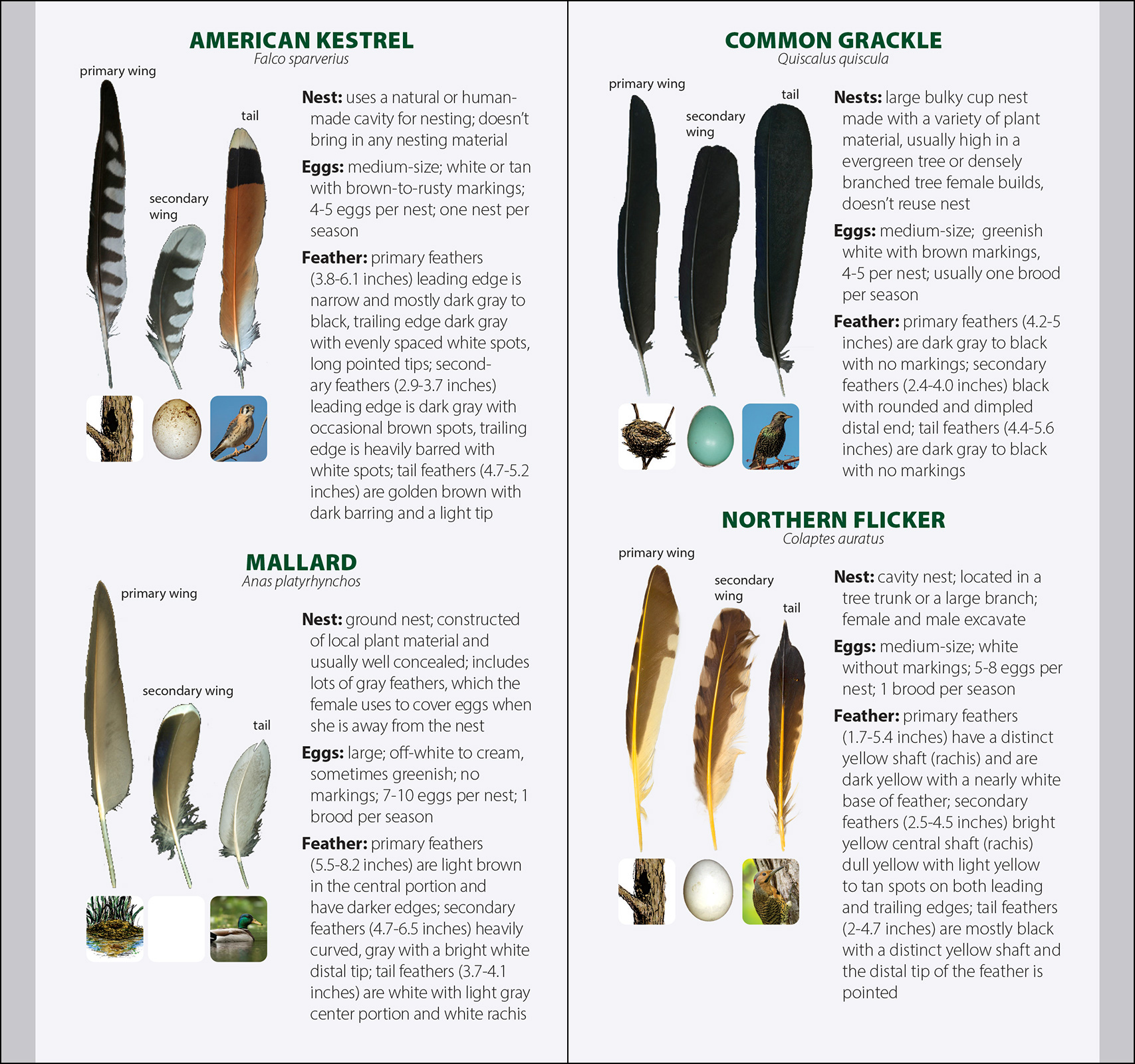 Bird Feathers & Eggs of the Midwest