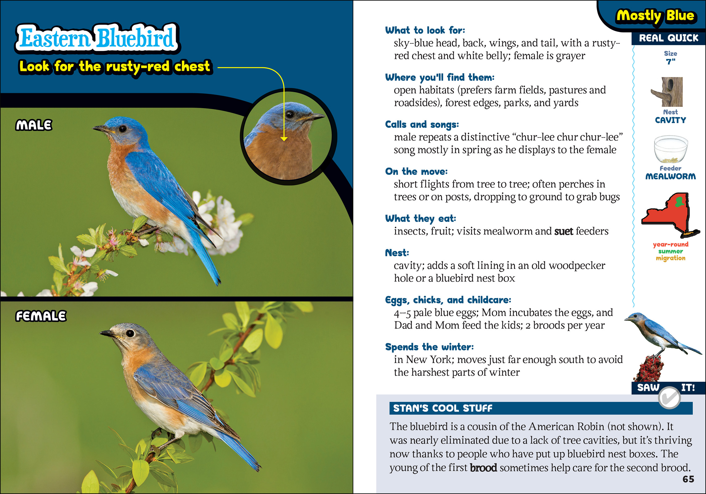 The Kids' Guide to Birds of New York