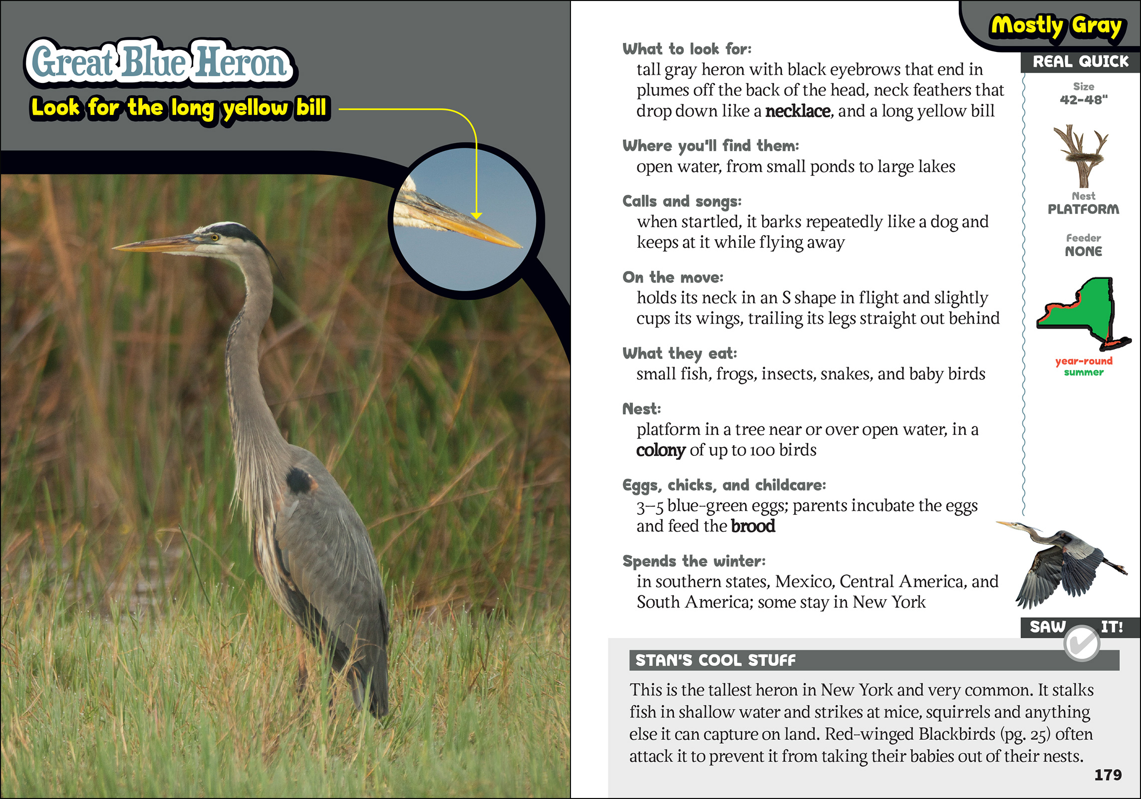 The Kids' Guide to Birds of New York