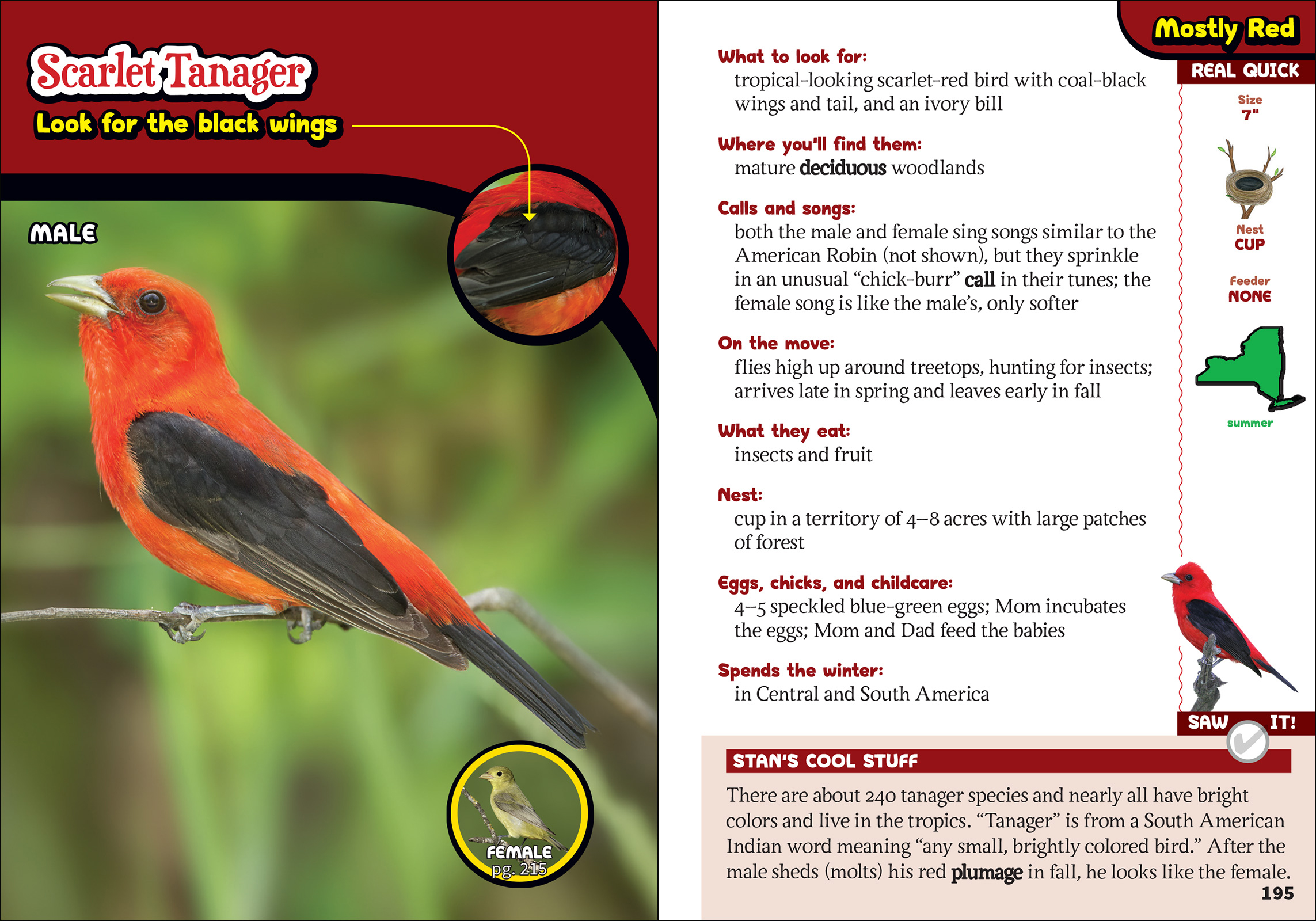 The Kids' Guide to Birds of New York