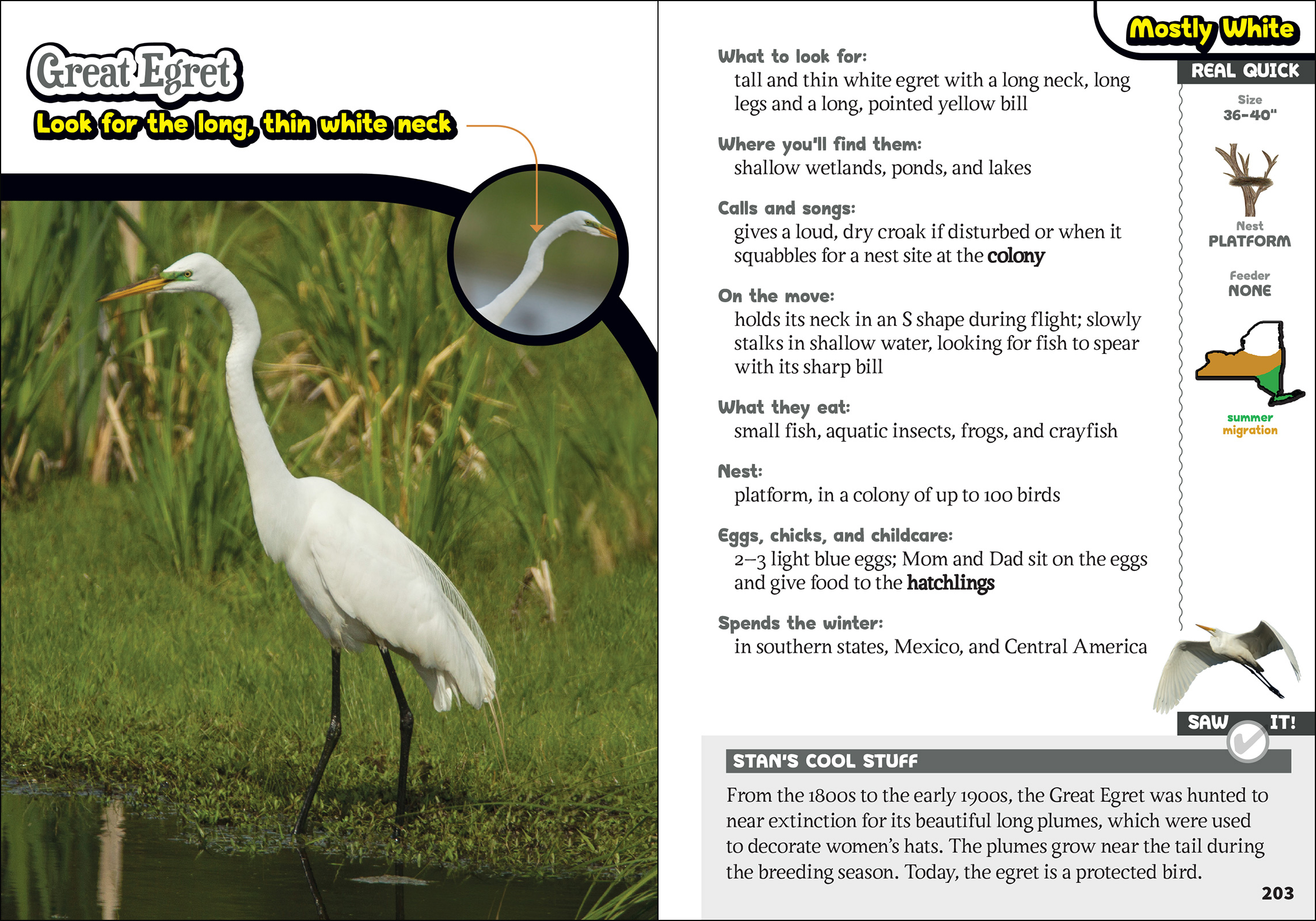 The Kids' Guide to Birds of New York
