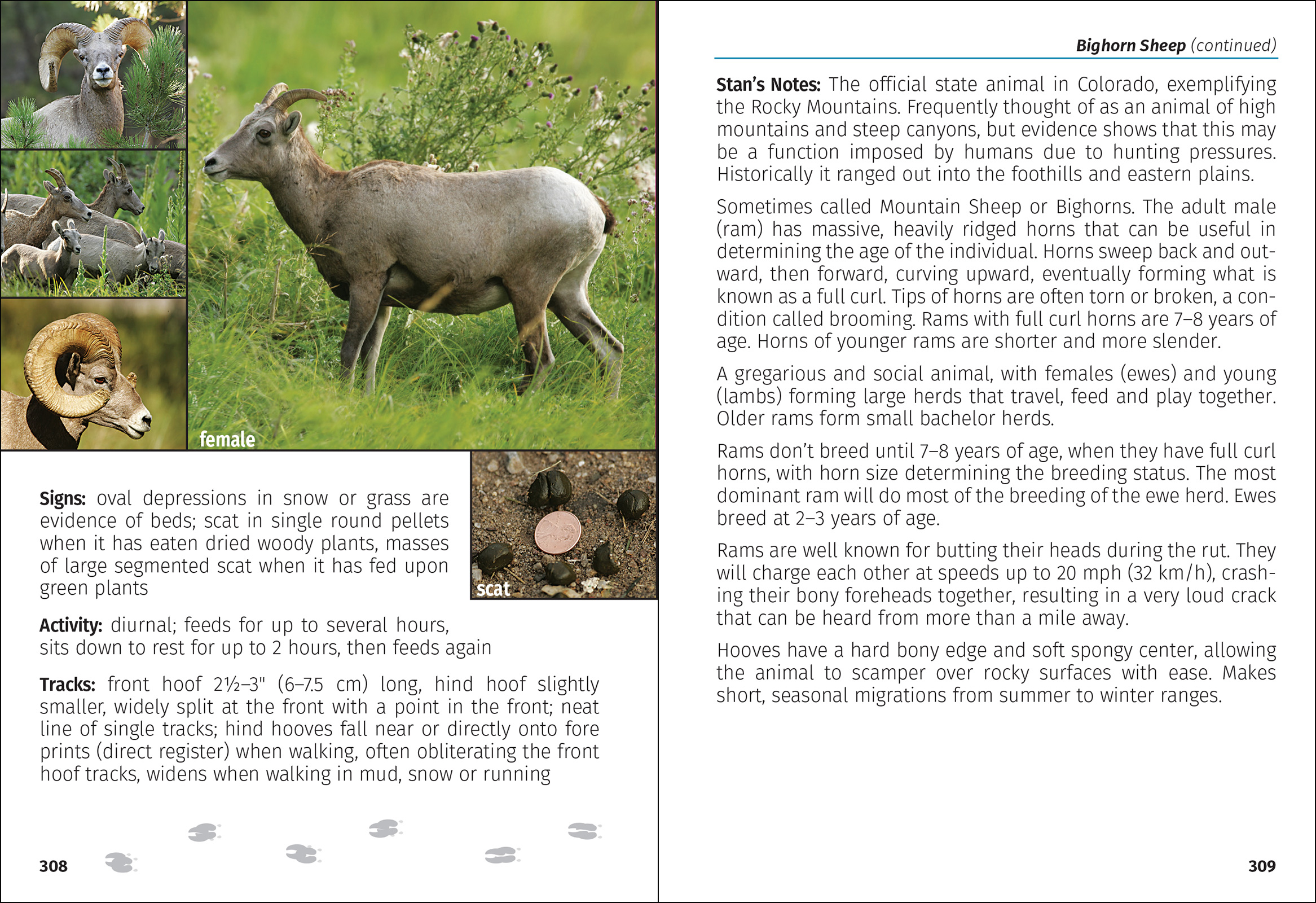 Mammals of Colorado Field Guide