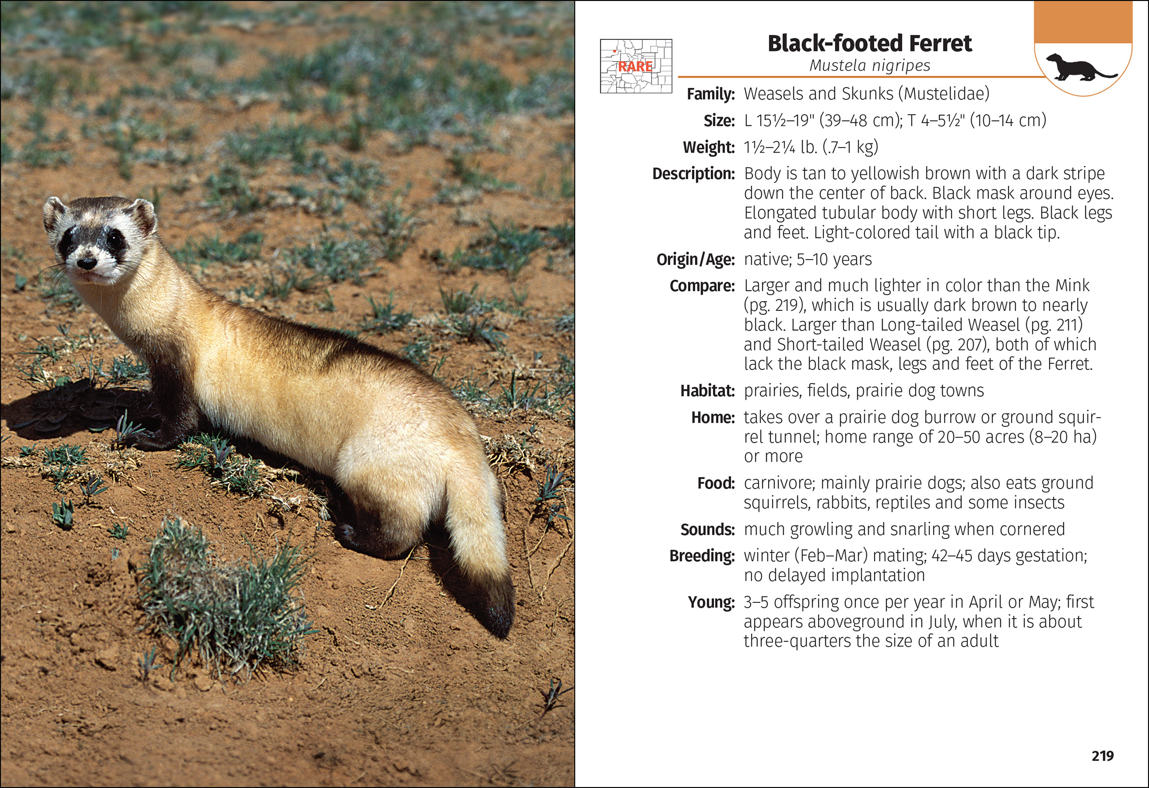 Mammals of Colorado Field Guide