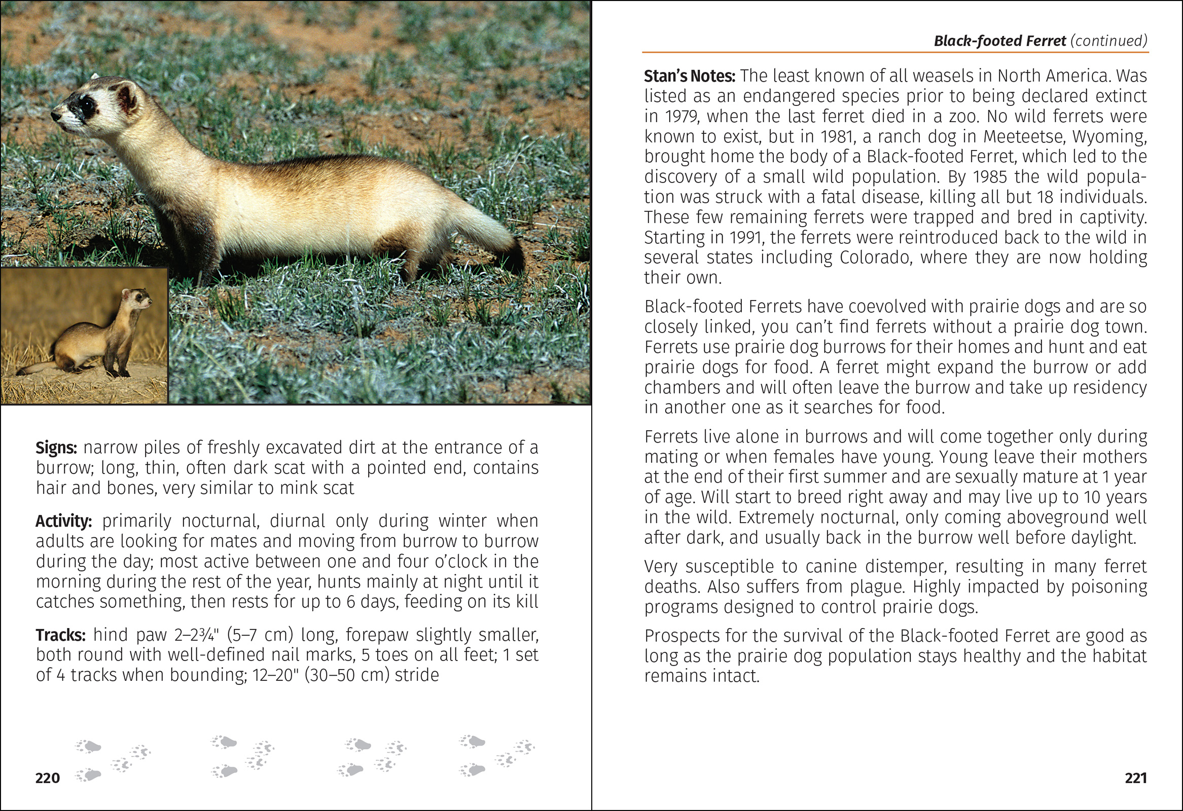 Mammals of Colorado Field Guide