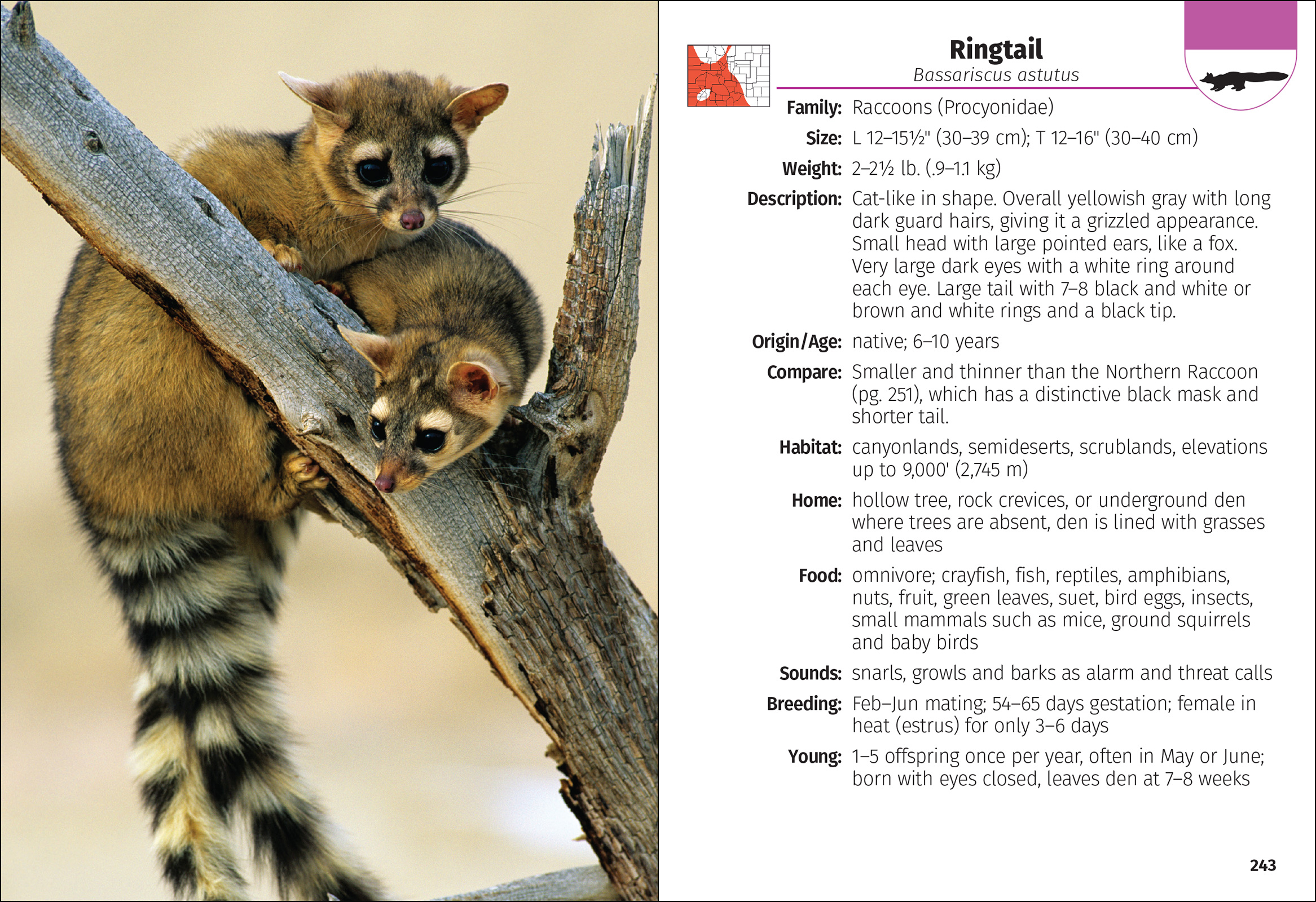 Mammals of Colorado Field Guide