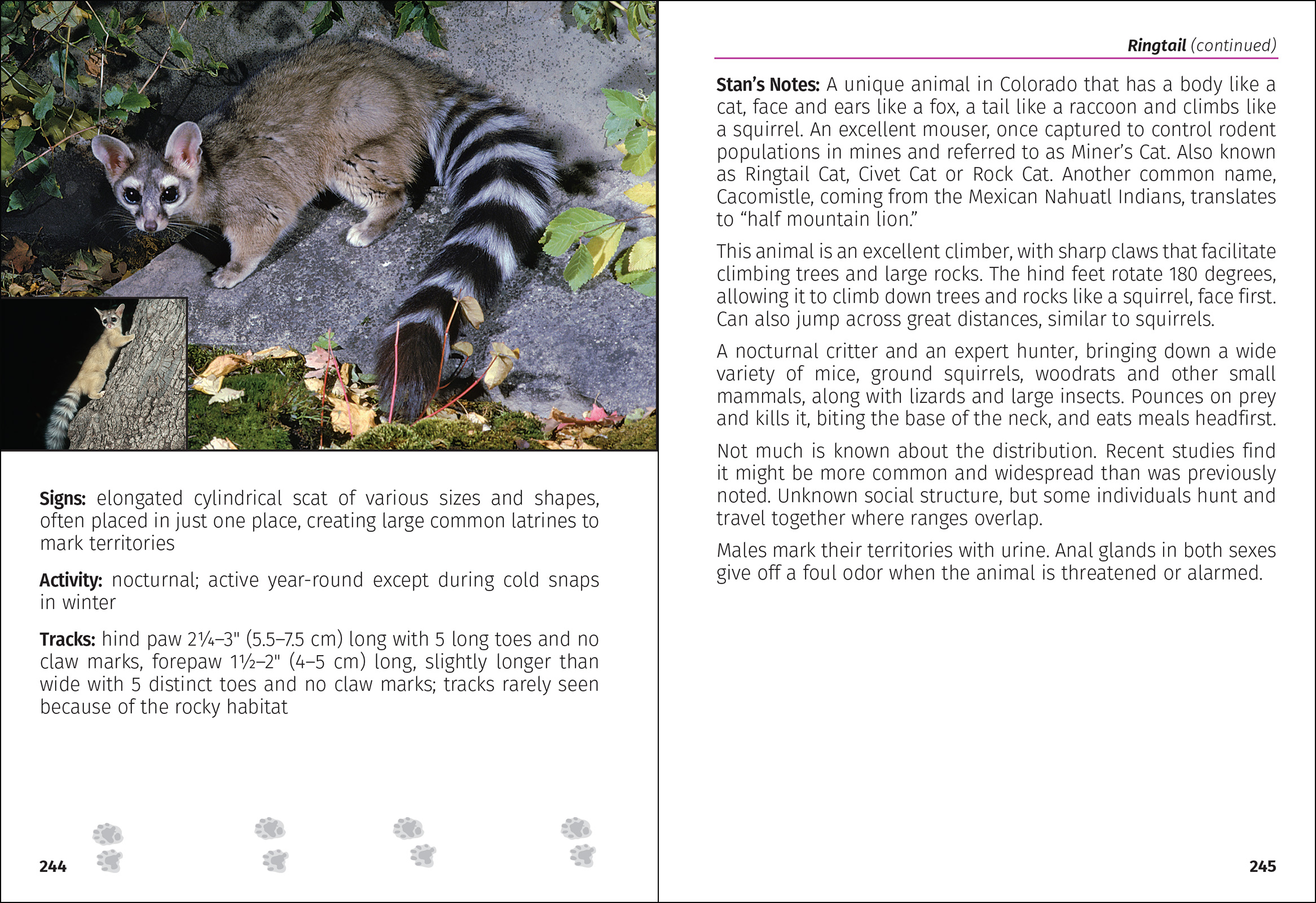 Mammals of Colorado Field Guide