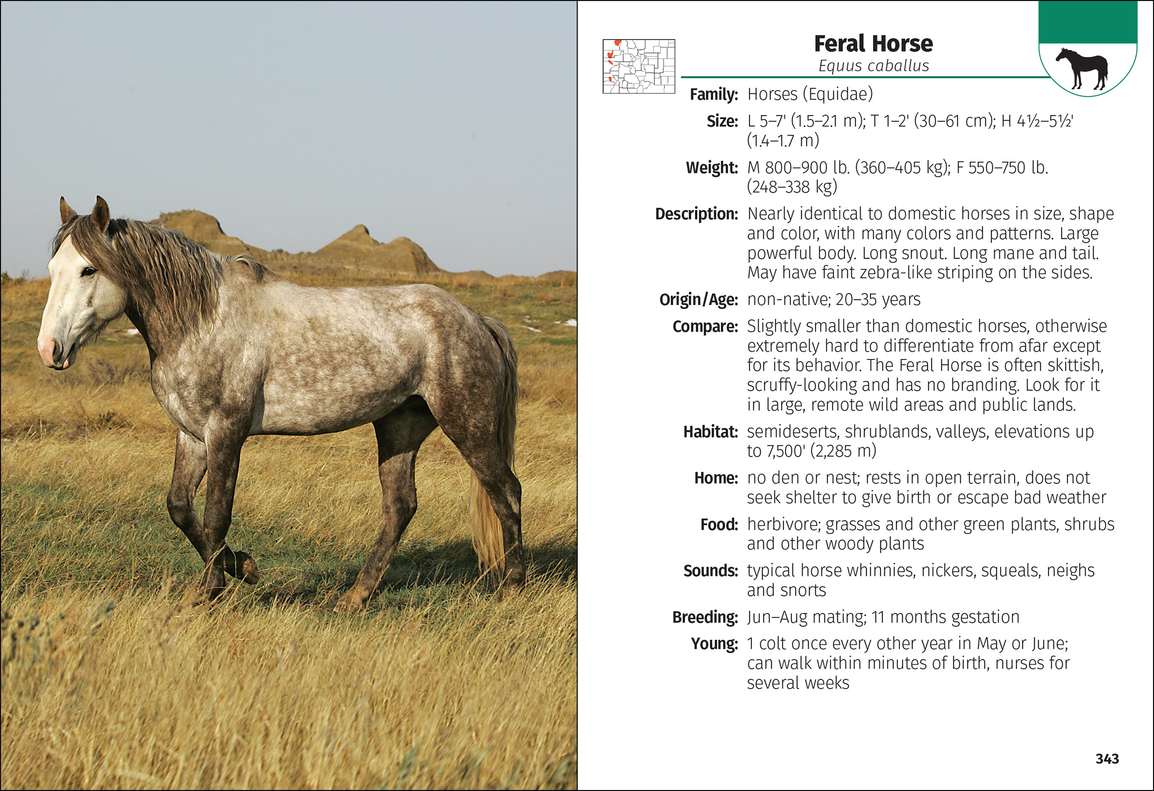 Mammals of Colorado Field Guide
