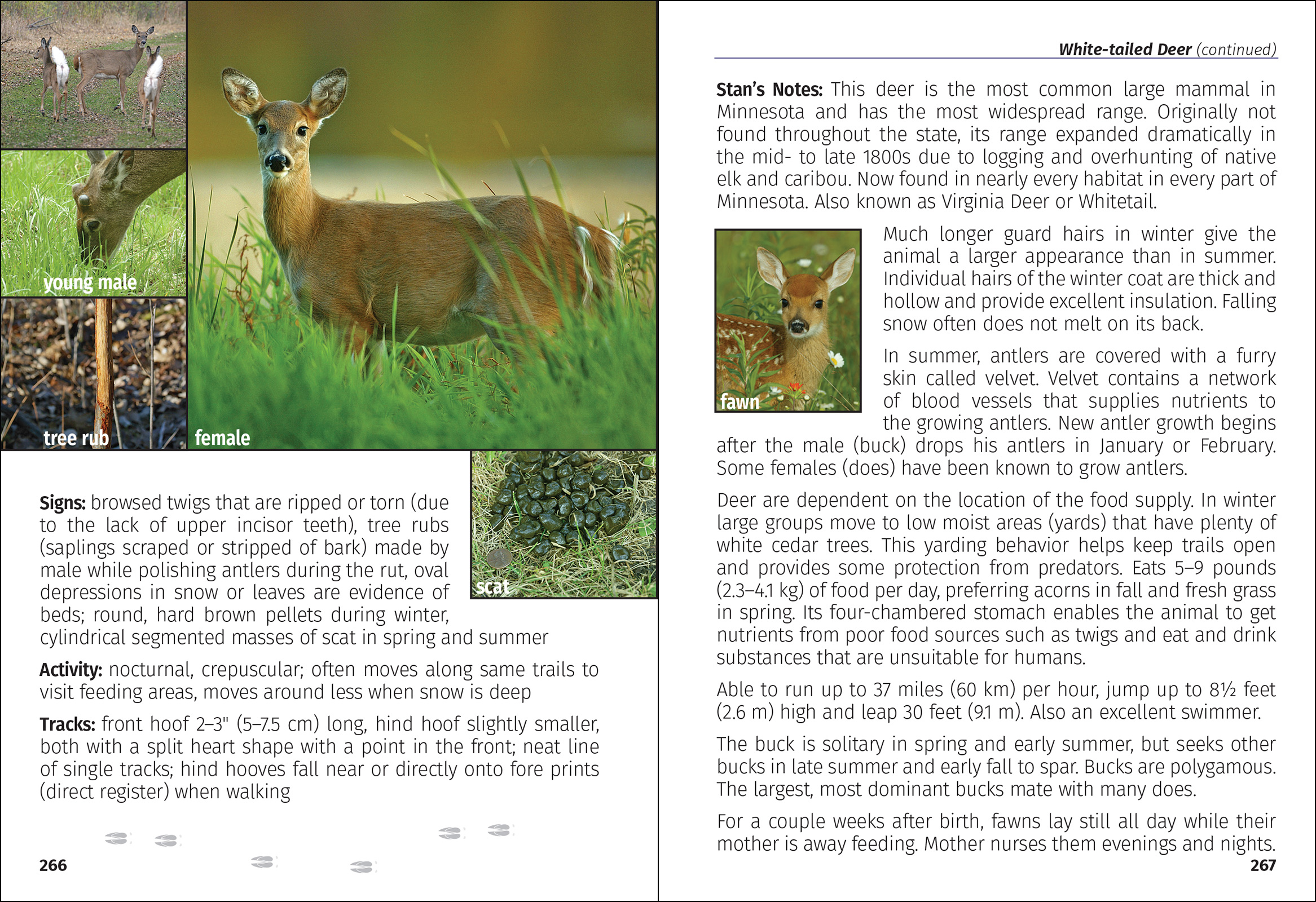 Mammals of Minnesota Field Guide