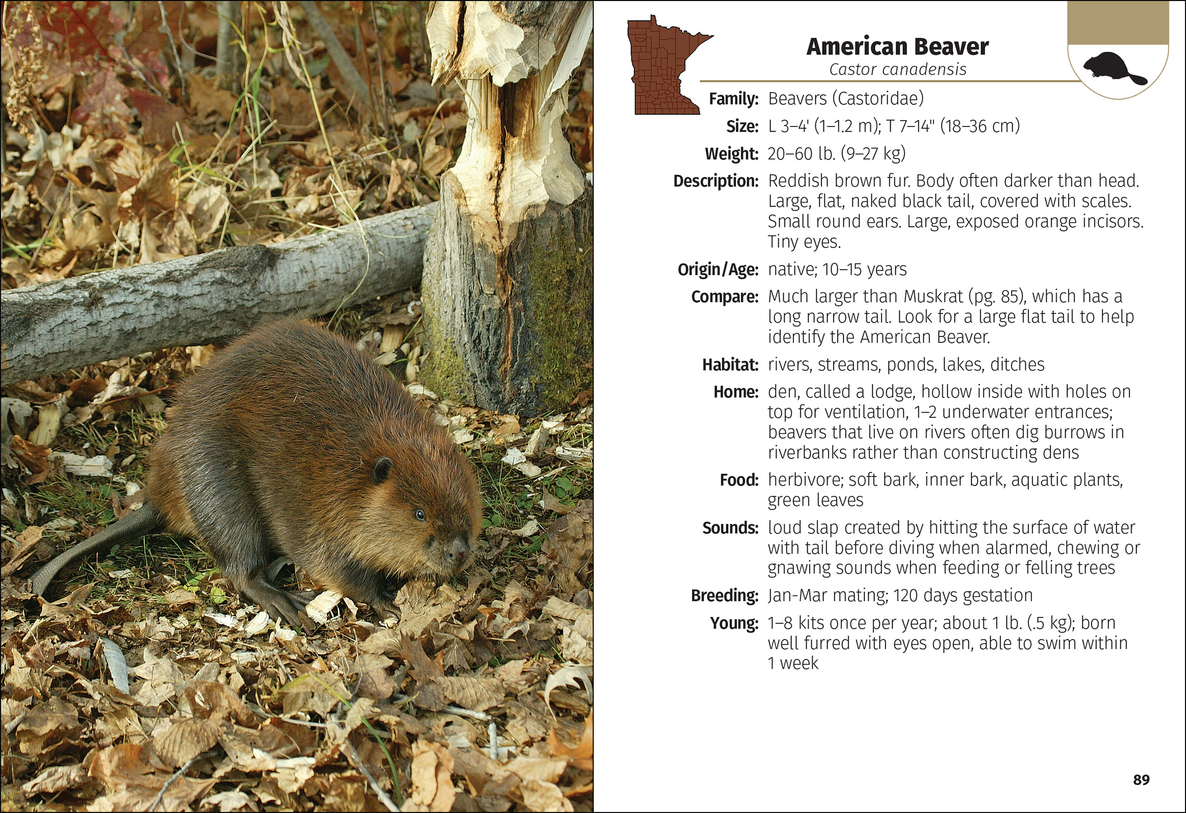 Mammals of Minnesota Field Guide