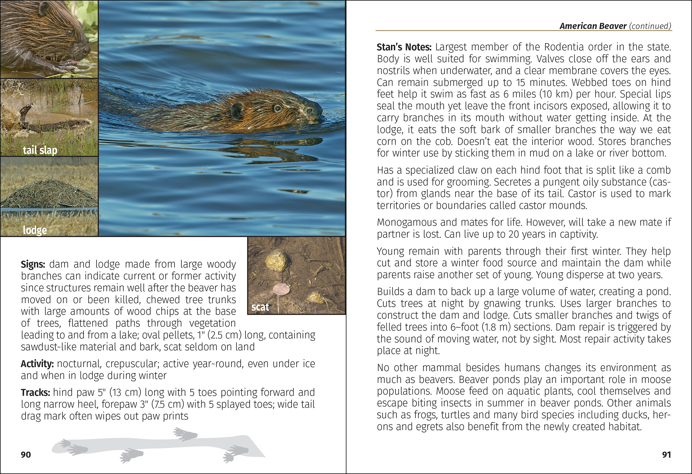 Mammals of Minnesota Field Guide