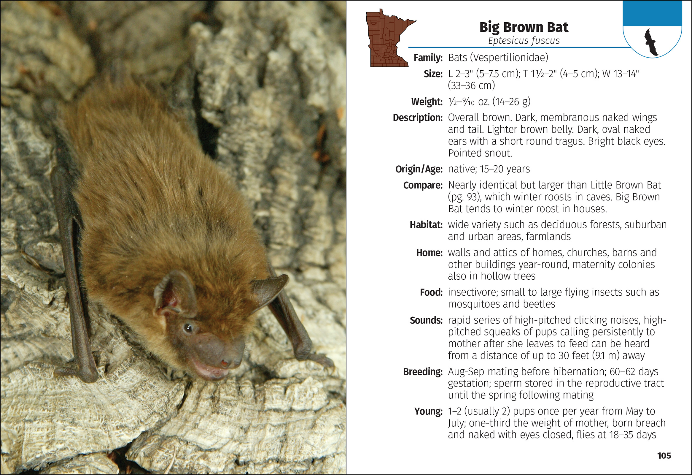 Mammals of Minnesota Field Guide