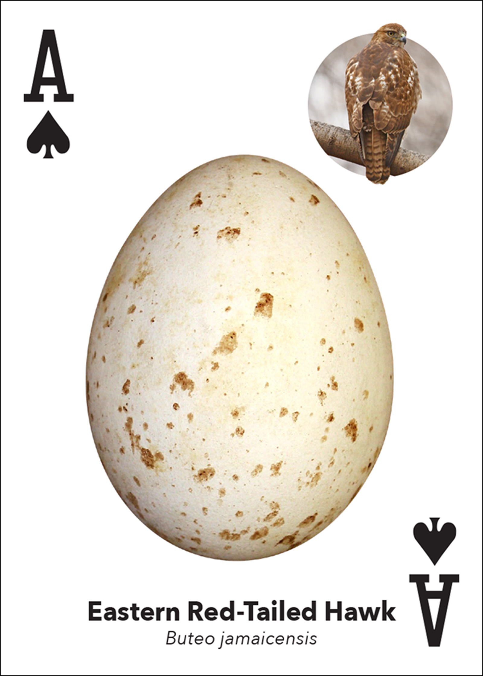 Bird Eggs Playing Cards