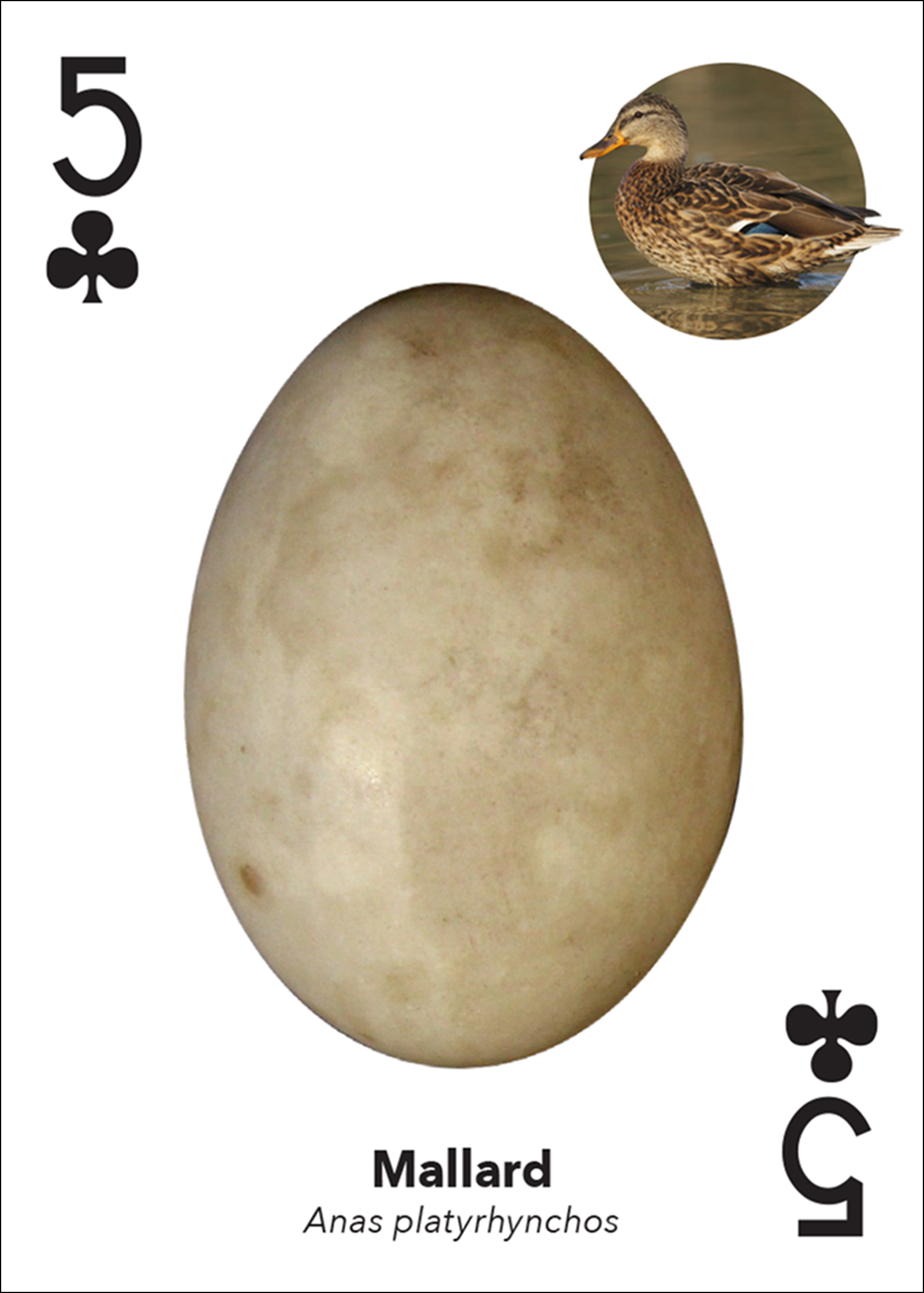 Bird Eggs Playing Cards