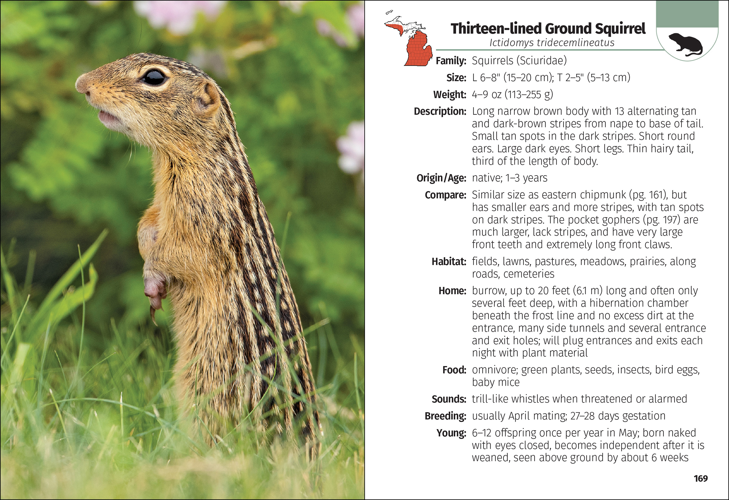 Mammals of Michigan Field Guide