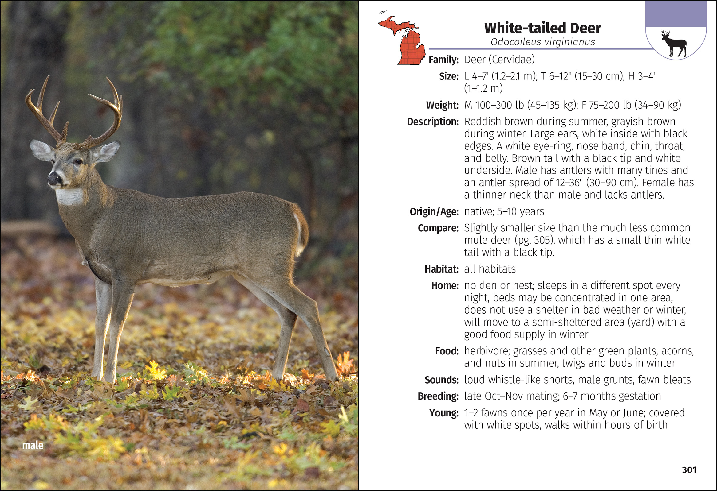 Mammals of Michigan Field Guide