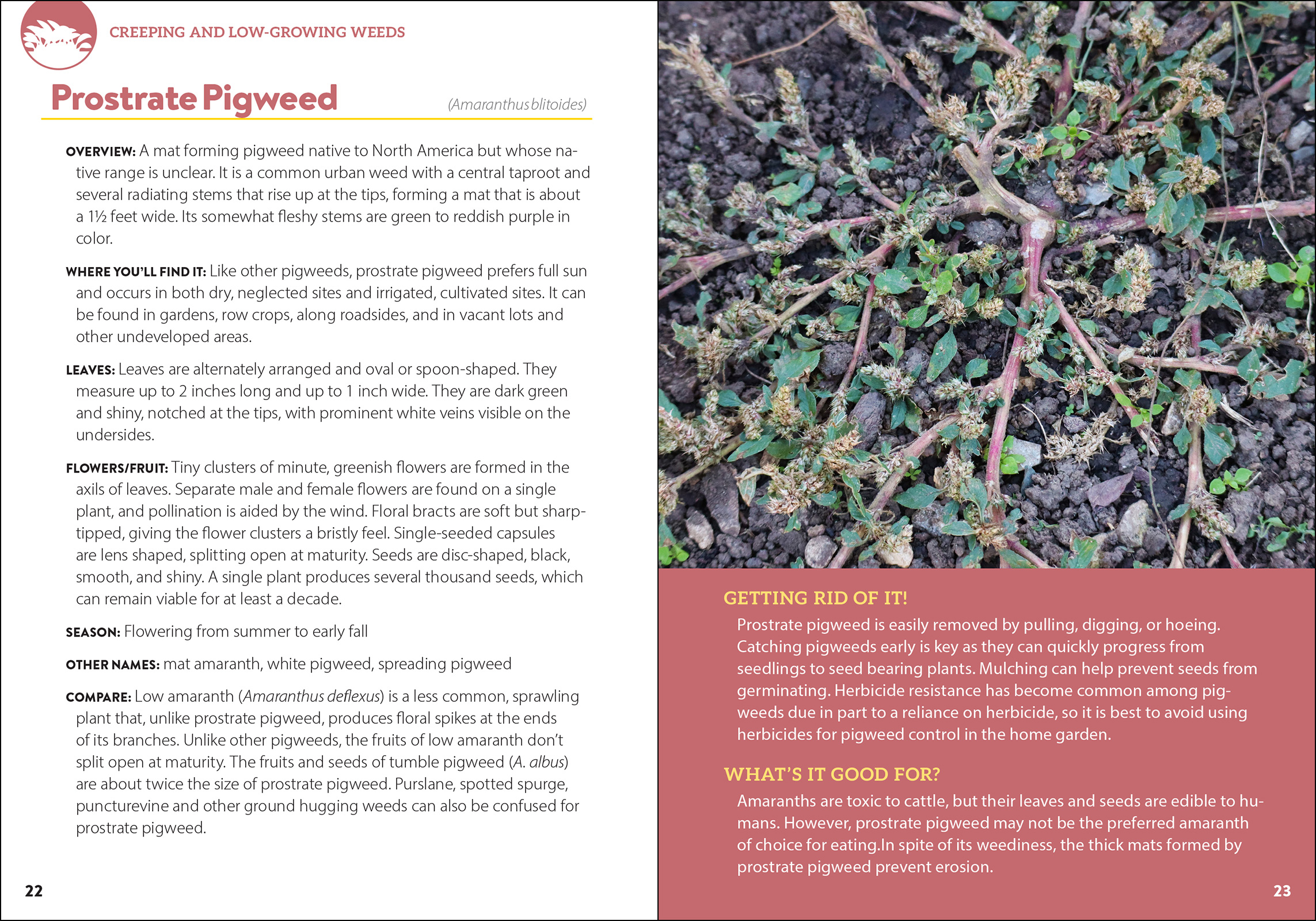 Common Backyard Weeds of the Pacific Northwest