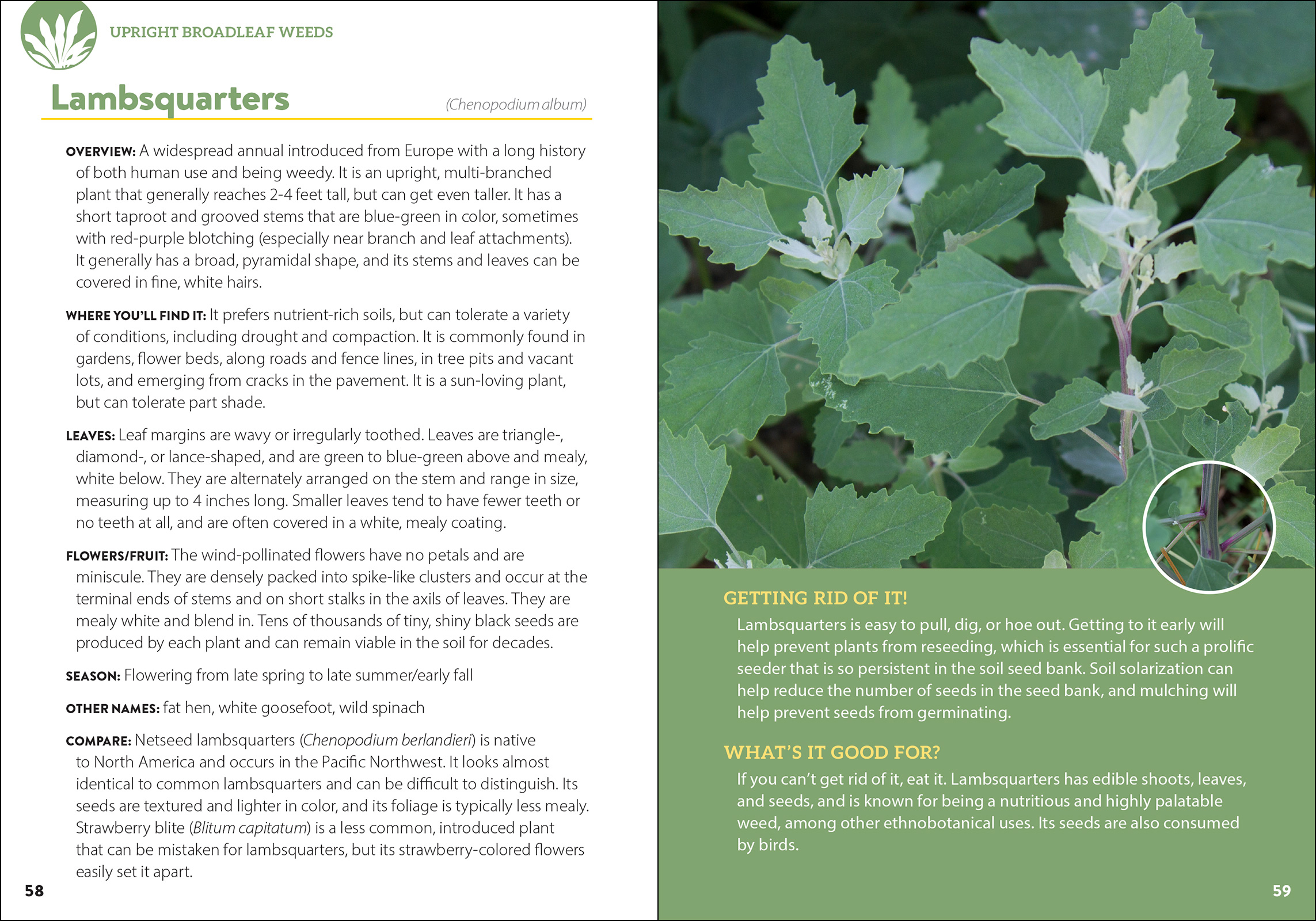 Common Backyard Weeds of the Pacific Northwest