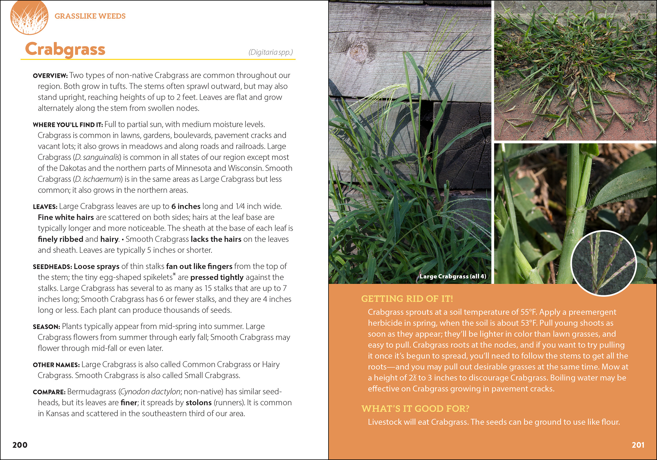 Common Backyard Weeds of the Pacific Northwest