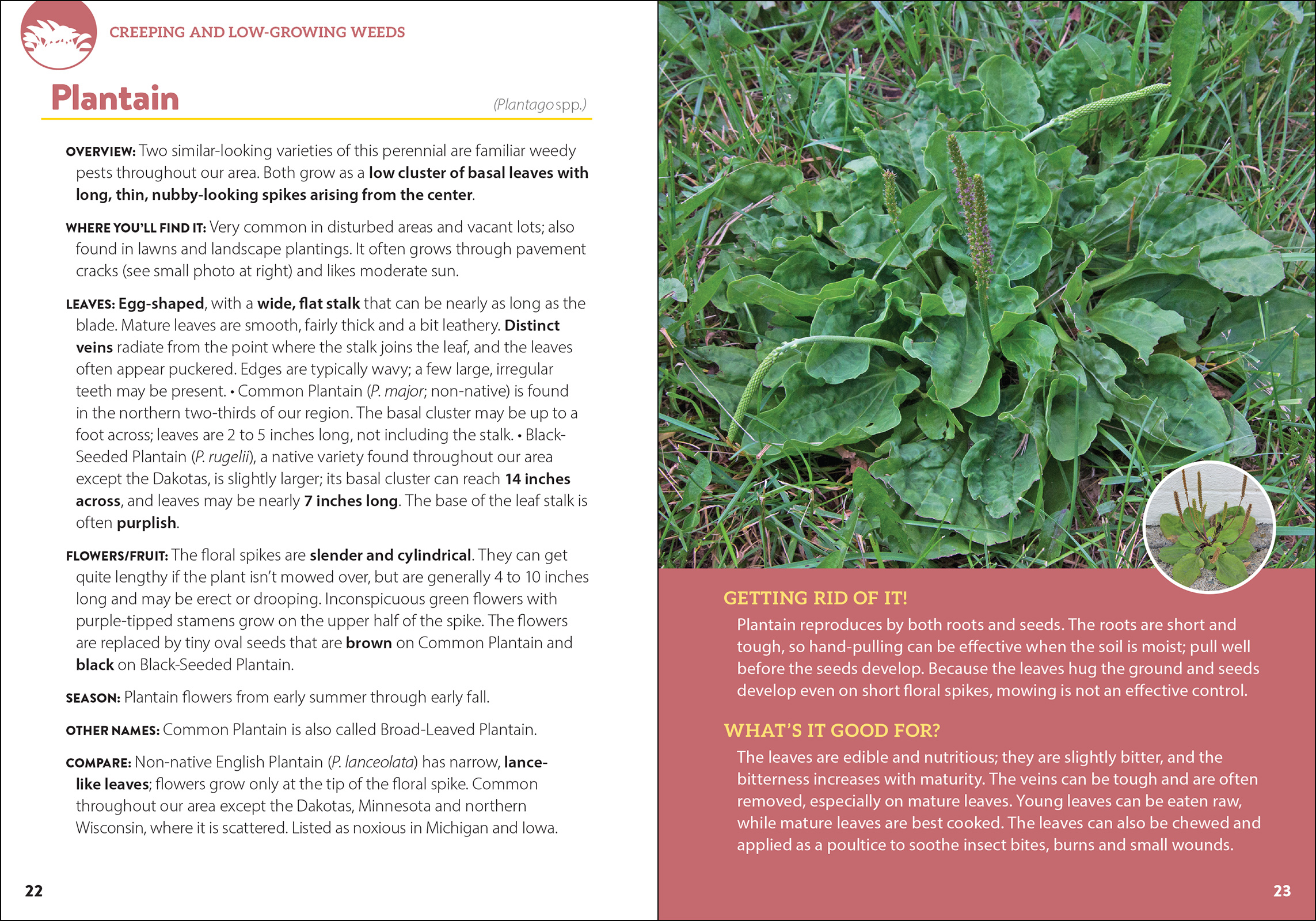 Common Backyard Weeds of the Midwest