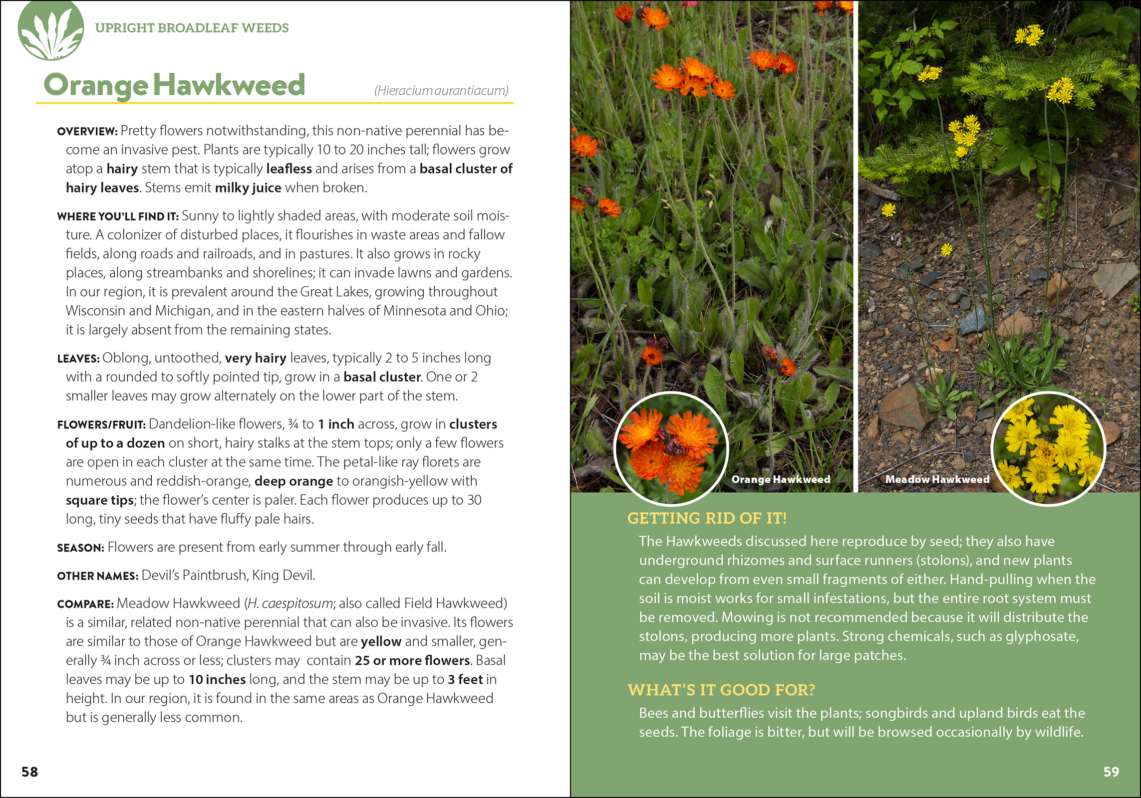 Common Backyard Weeds of the Midwest