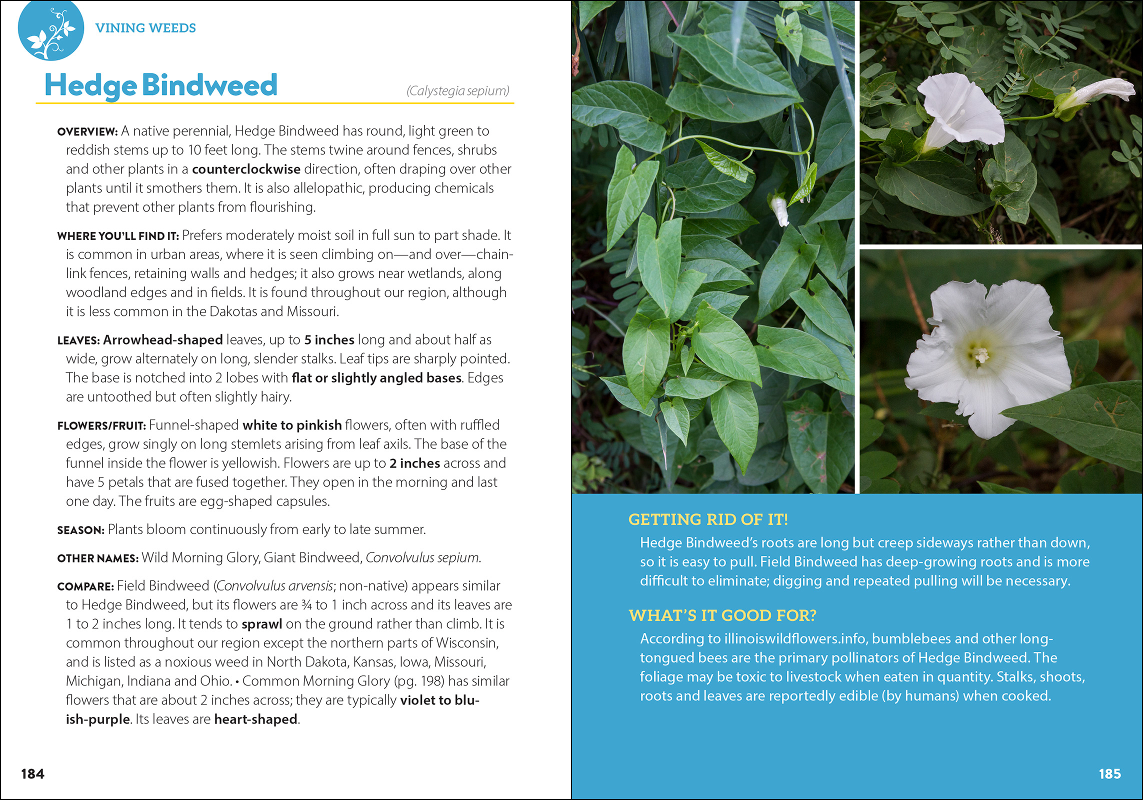 Common Backyard Weeds of the Midwest