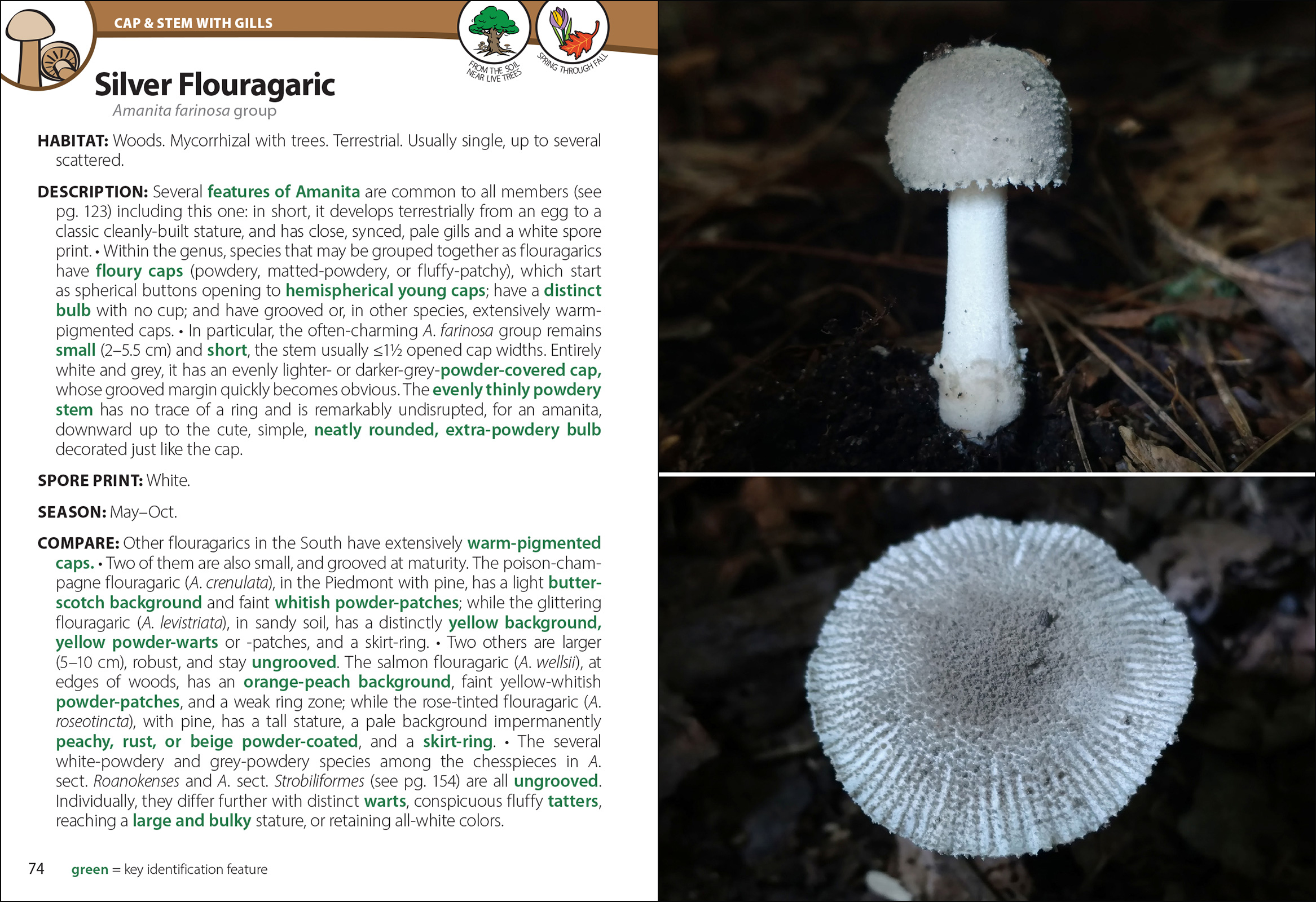 Mushrooms of the South