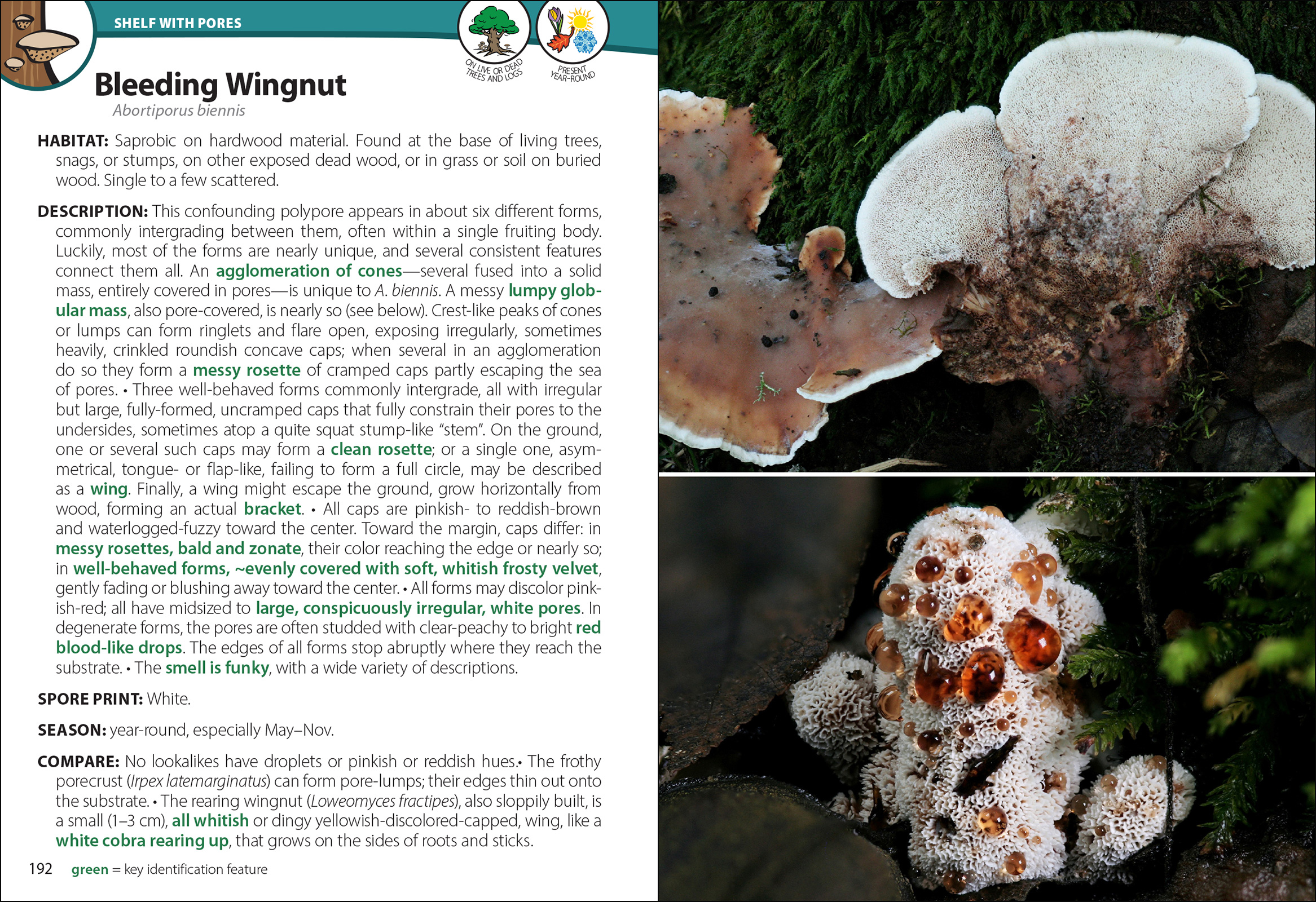 Mushrooms of the South